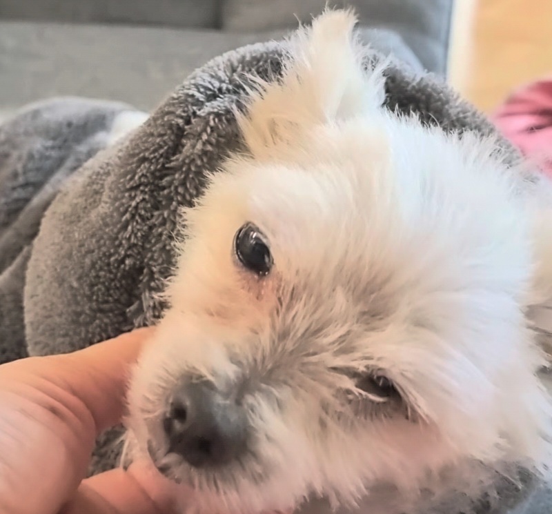 임보한달차 익순이 근황전합니다~