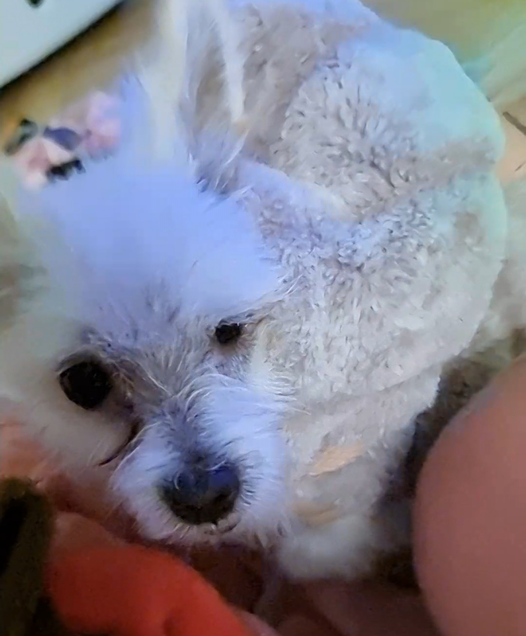 임보한달차 익순이 근황전합니다~