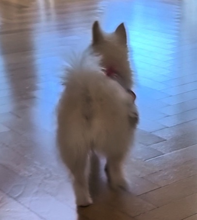 임보한달차 익순이 근황전합니다~