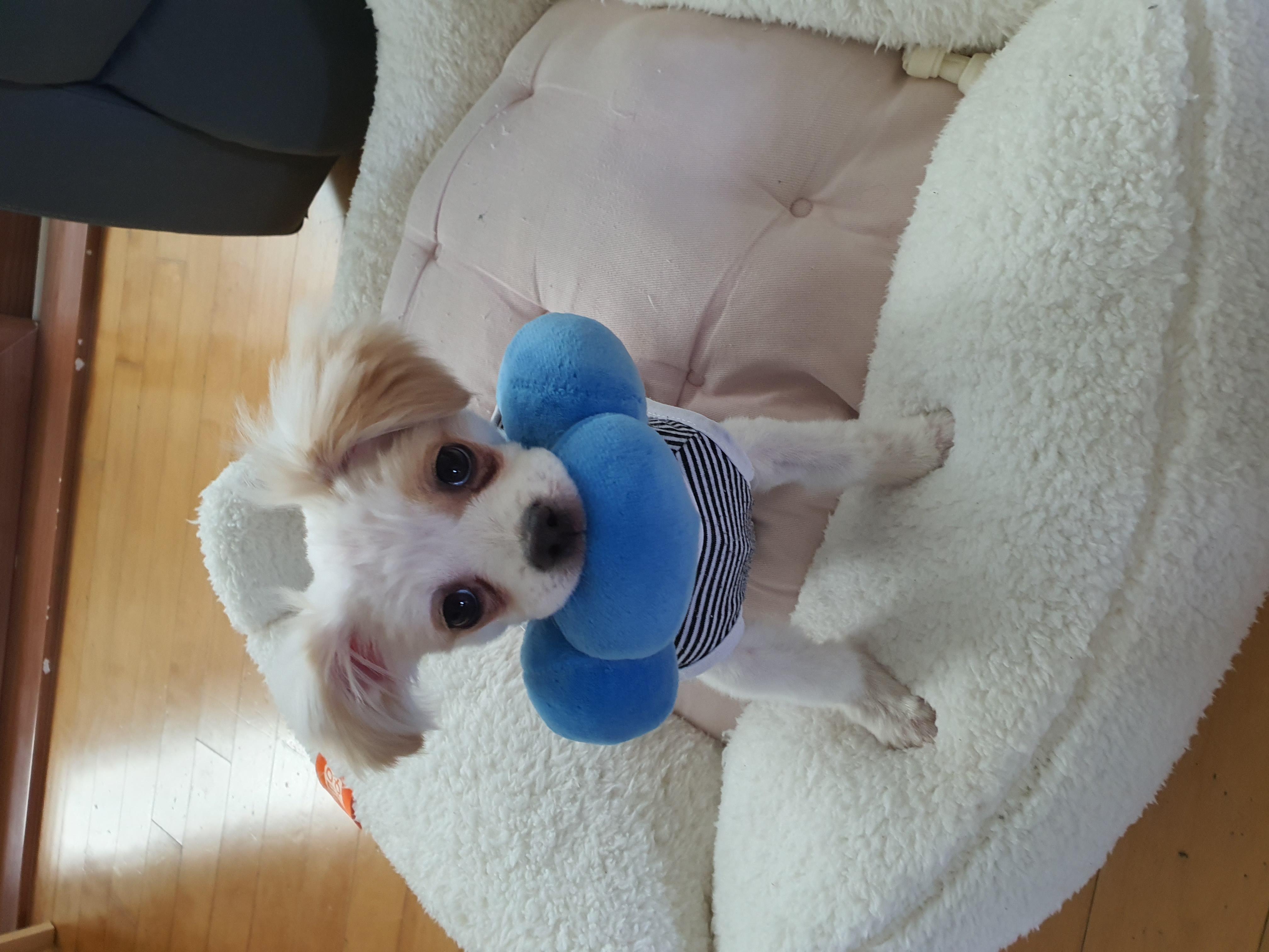 쭈니(투투) 잘 살고있어요~