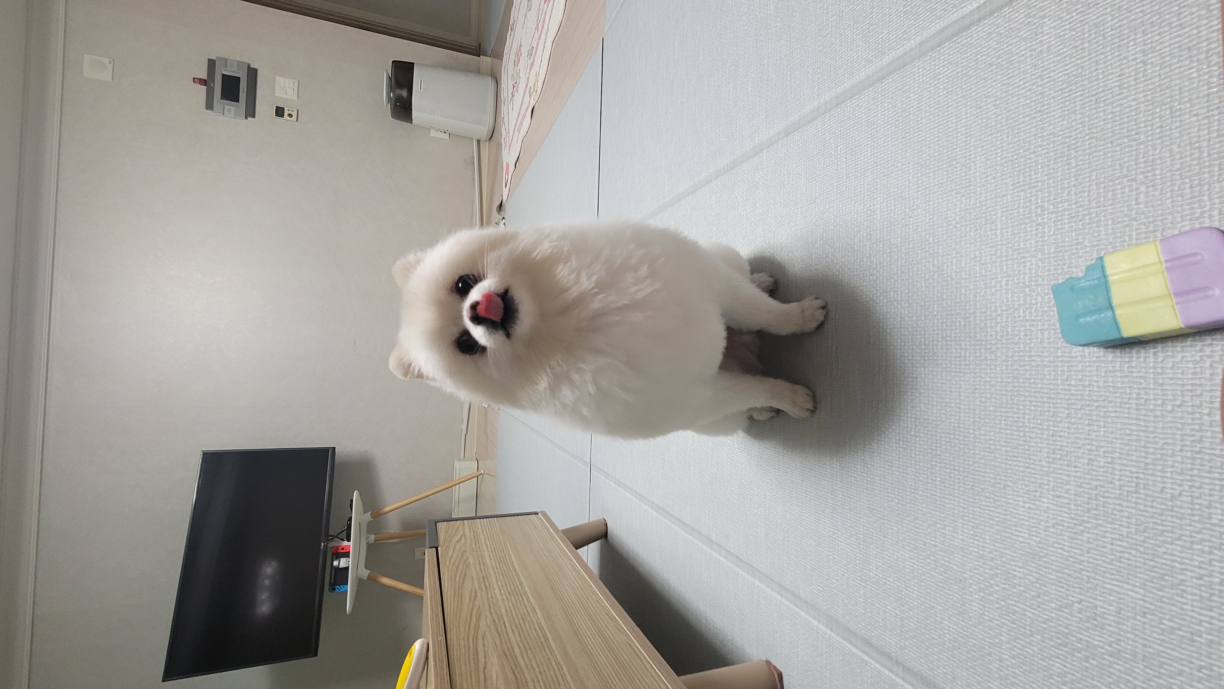 시루가 율무된지 7일차^^