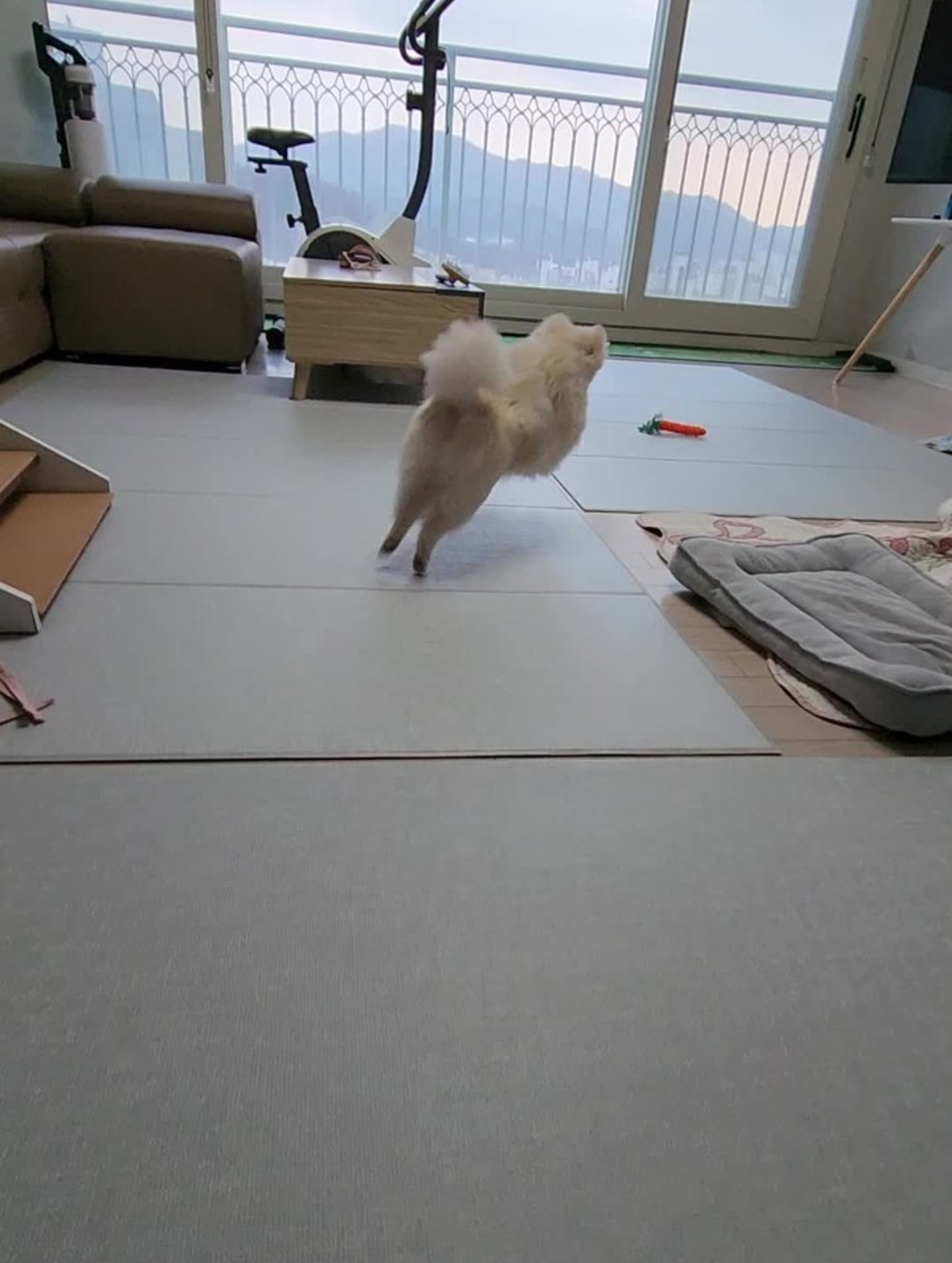 시루가 율무된지 7일차^^