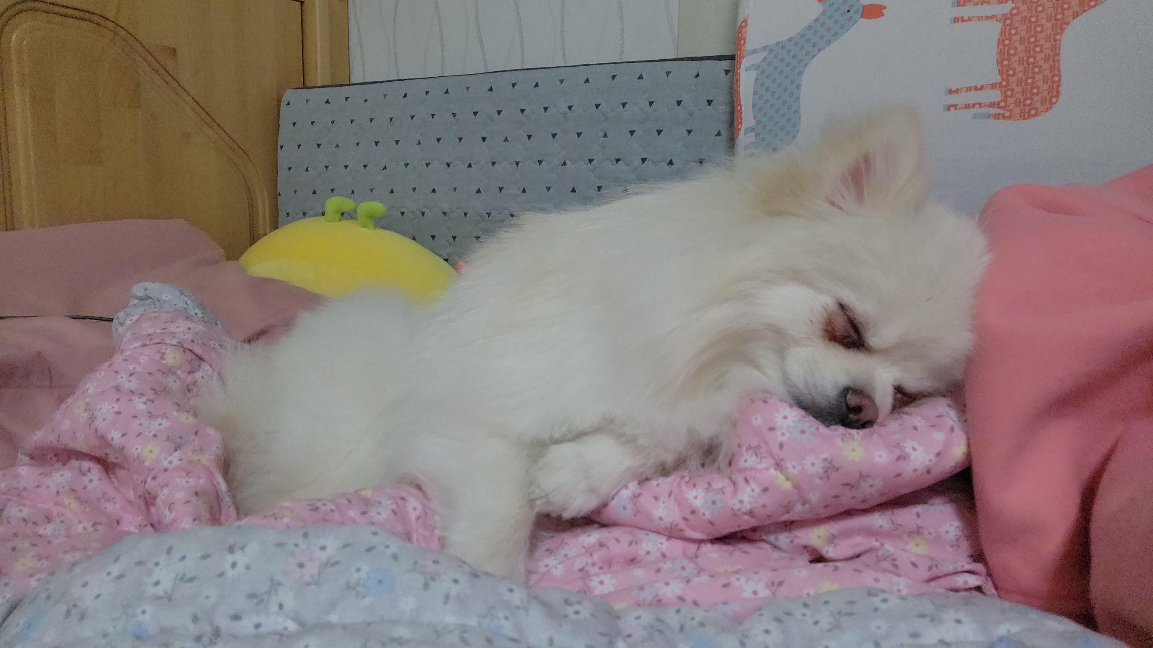 시루가 율무된지 7일차^^