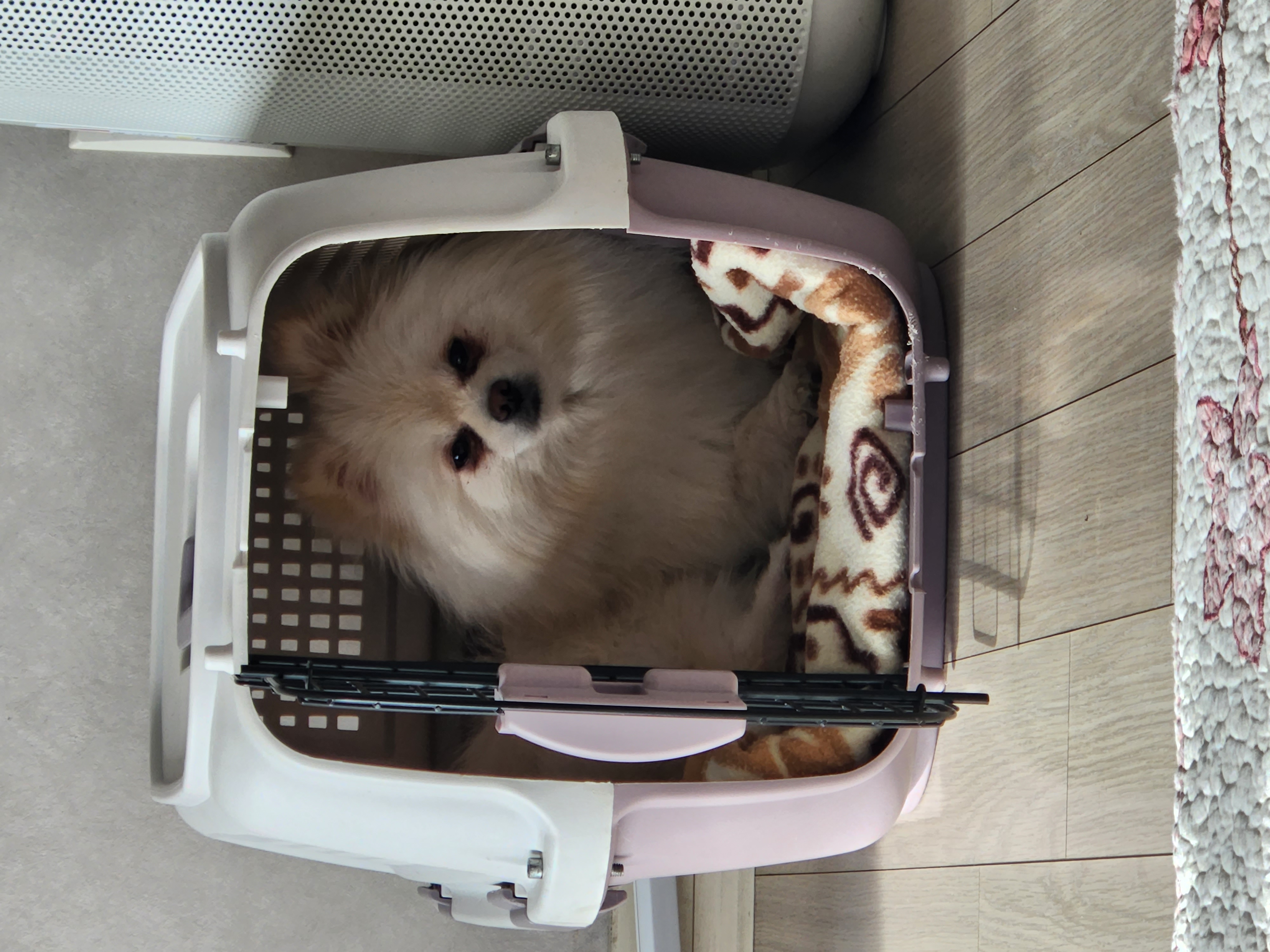 시루가 율무된지 7일차^^