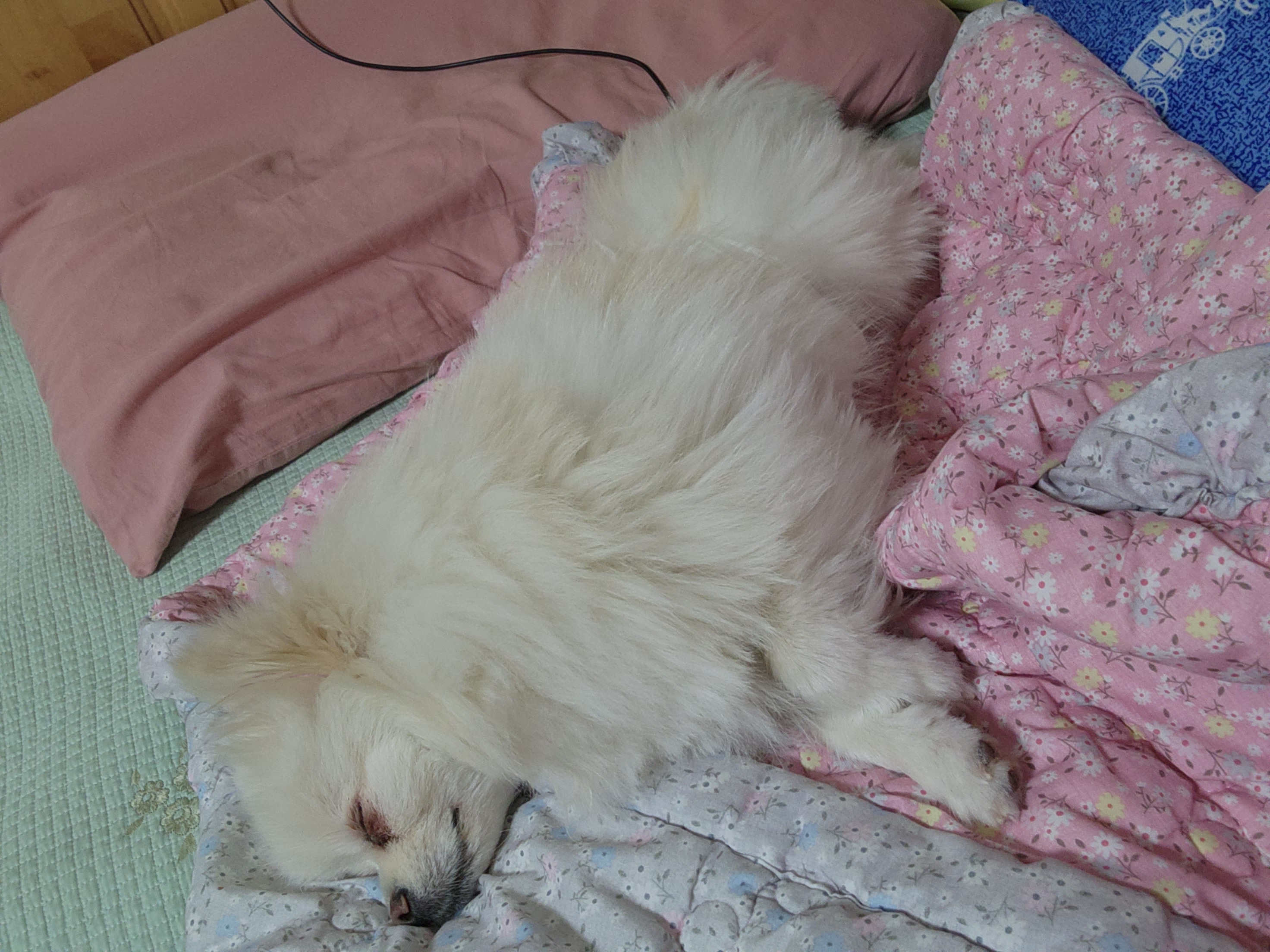 시루가 율무된지 7일차^^