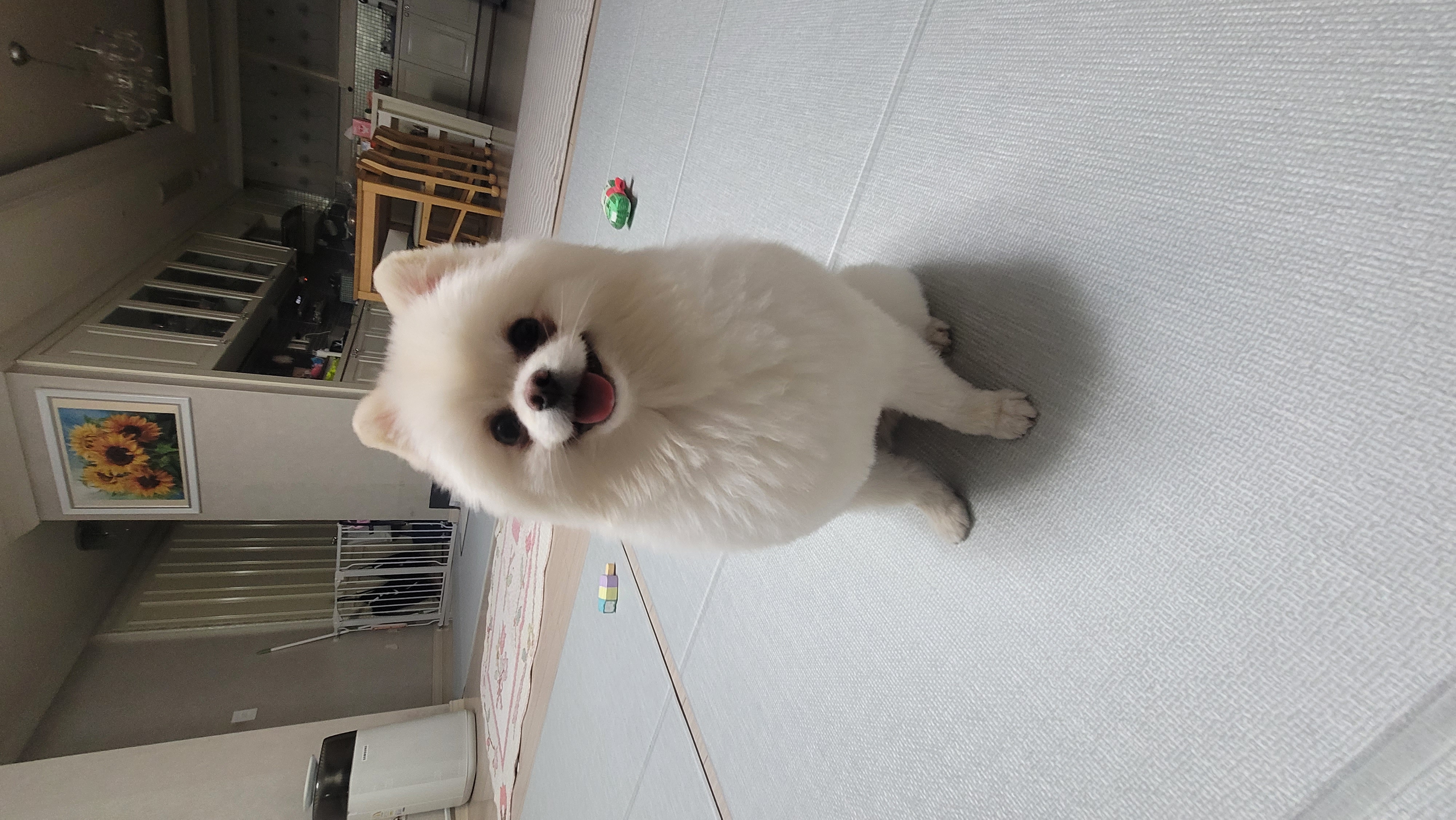 시루가 율무된지 7일차^^