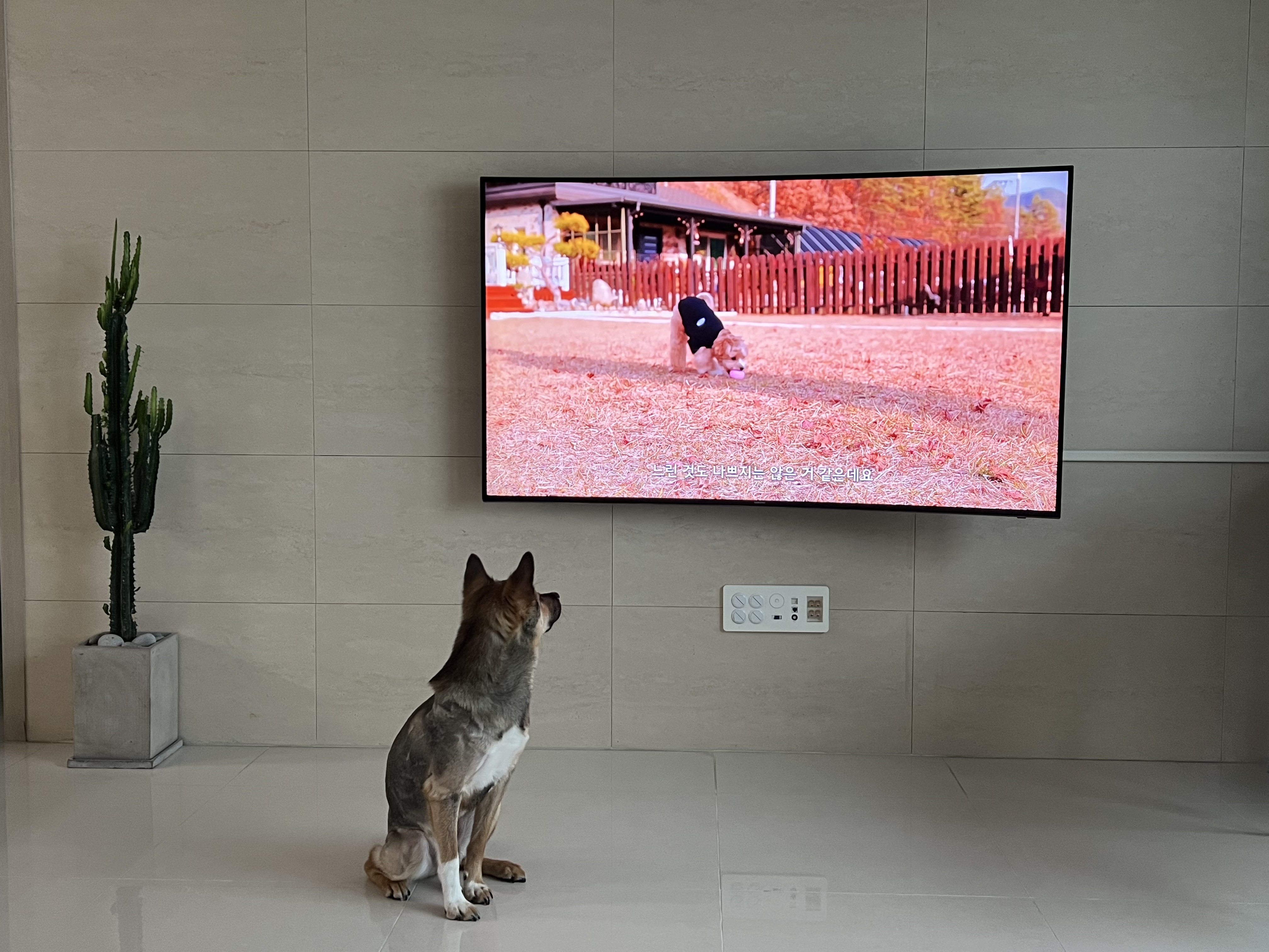 (구,강식) 테오의 석달 가족일기 