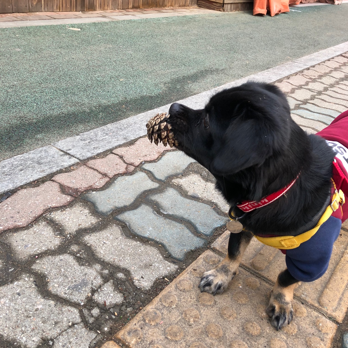 쫑이(무양이)입양기  8개월차