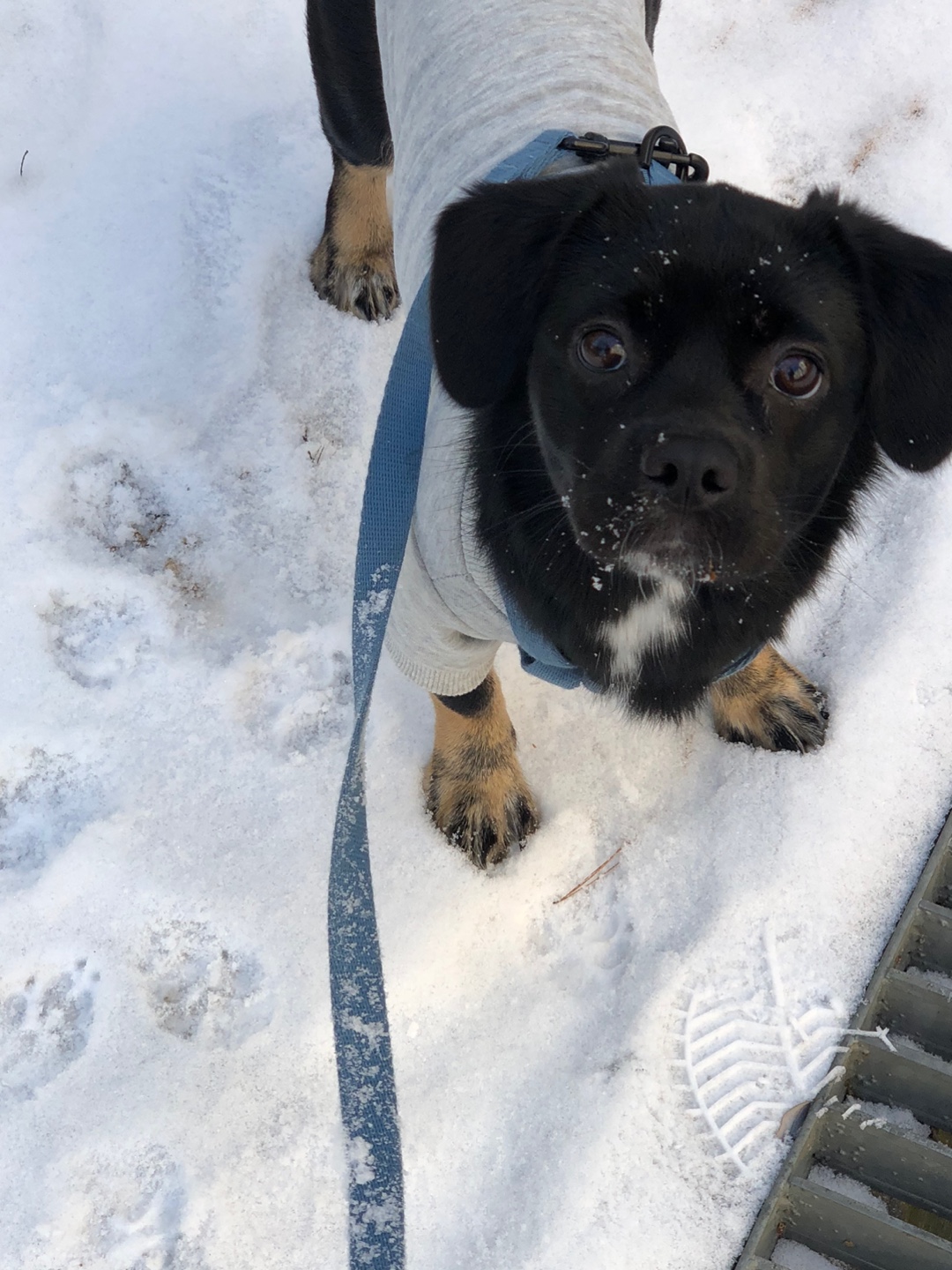 쫑이(무양이)입양기  8개월차