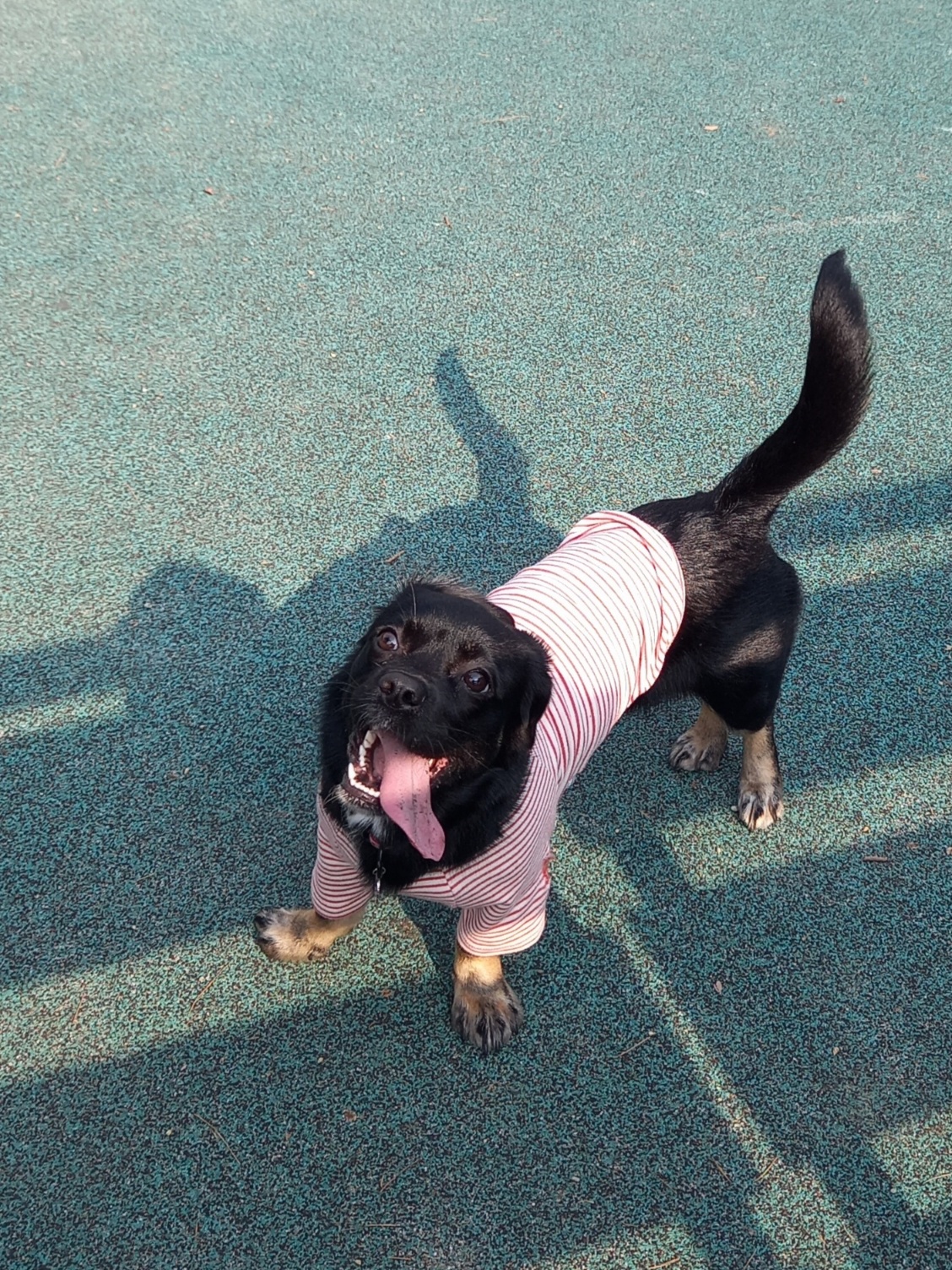 쫑이(무양이)입양기  8개월차