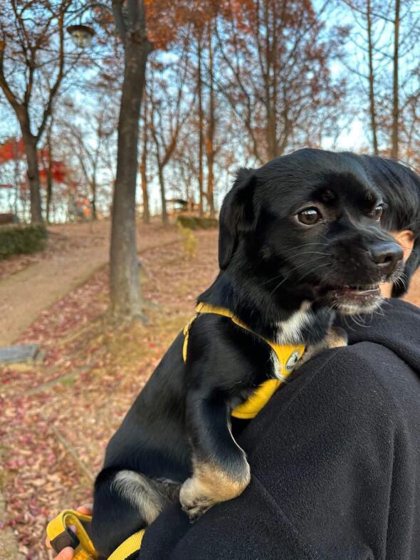 쫑이(무양이)입양기  8개월차