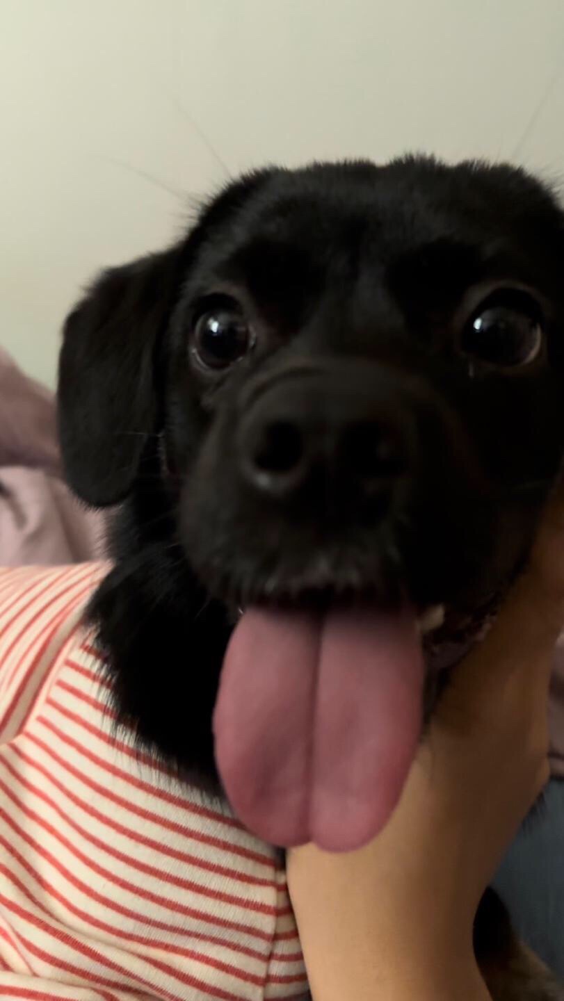 쫑이(무양이)입양기  8개월차