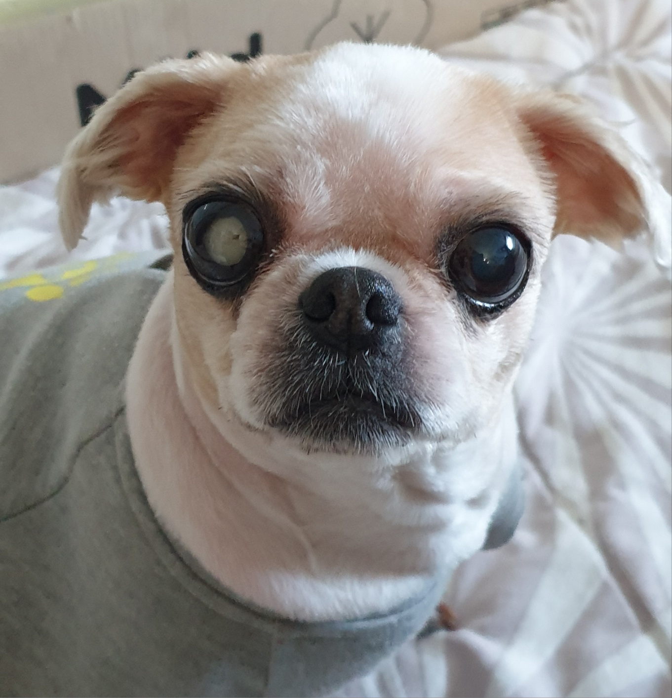 보고 싶다 우리 몽실아