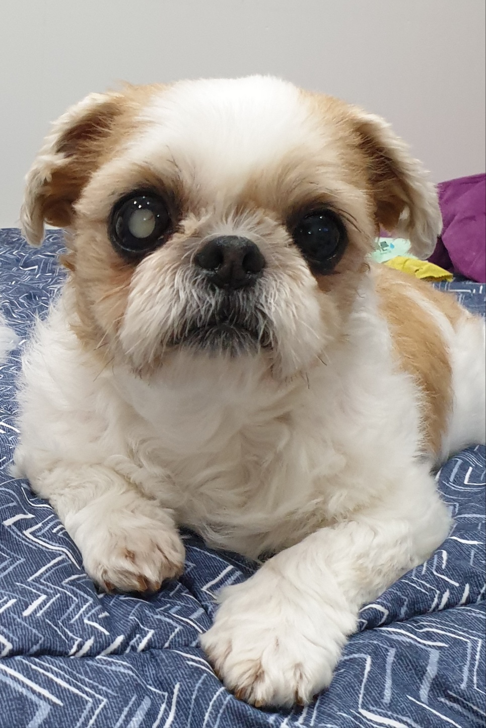 보고 싶다 우리 몽실아