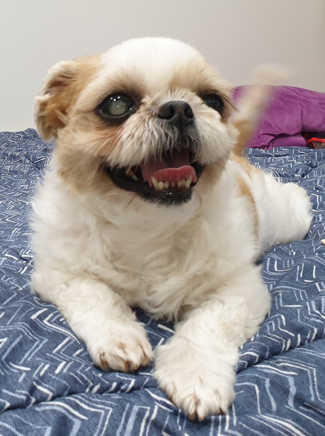 보고 싶다 우리 몽실아