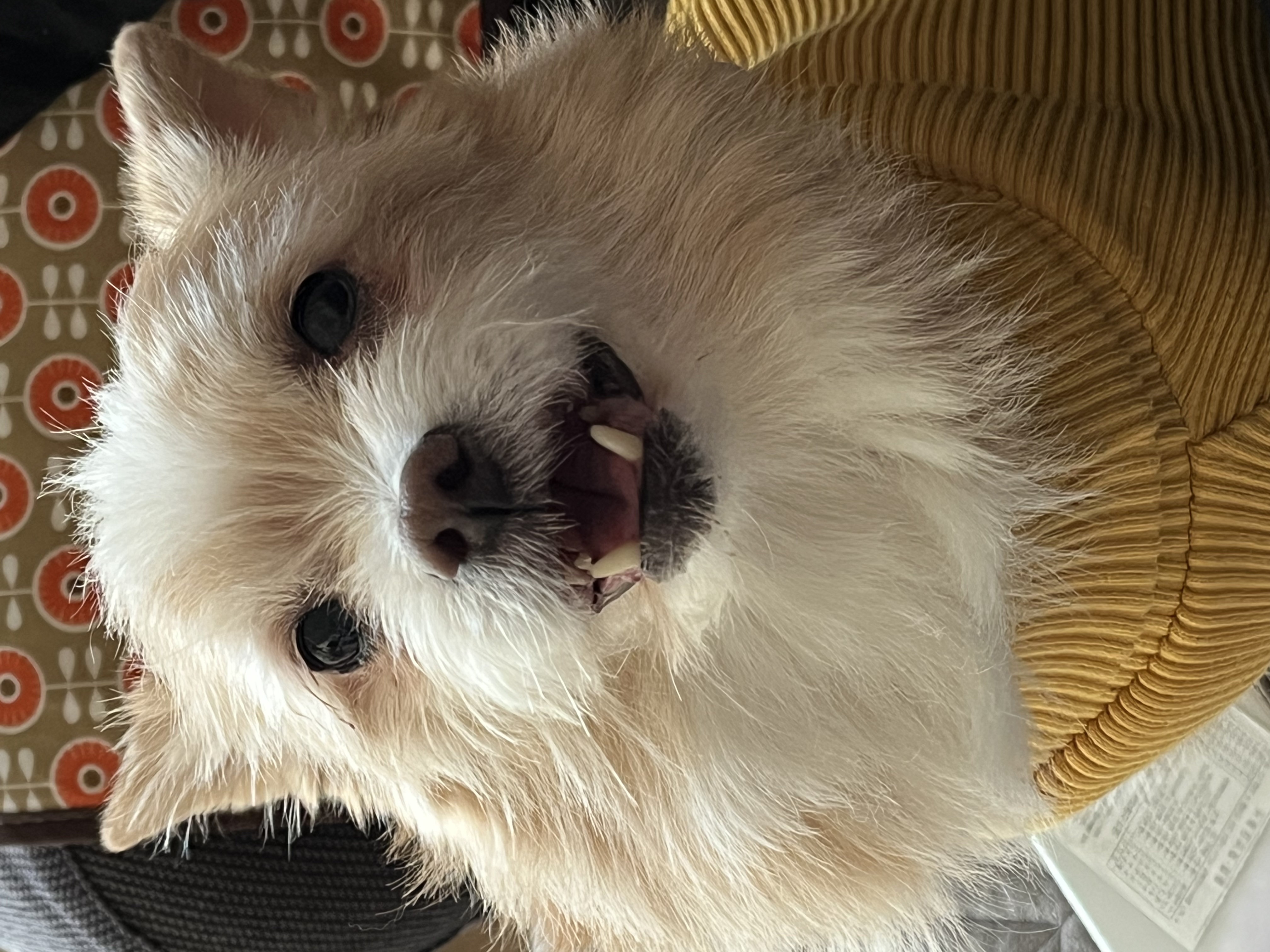 포나 3개월 됐습니다!