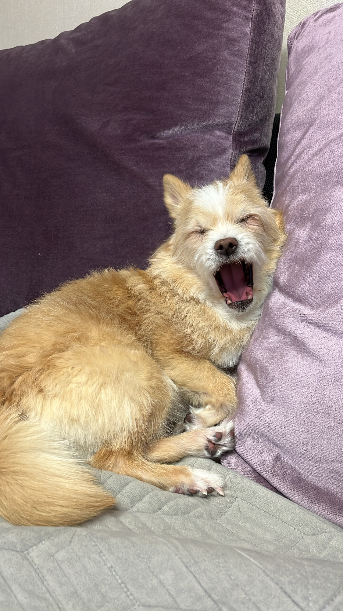 포나 3개월 됐습니다!