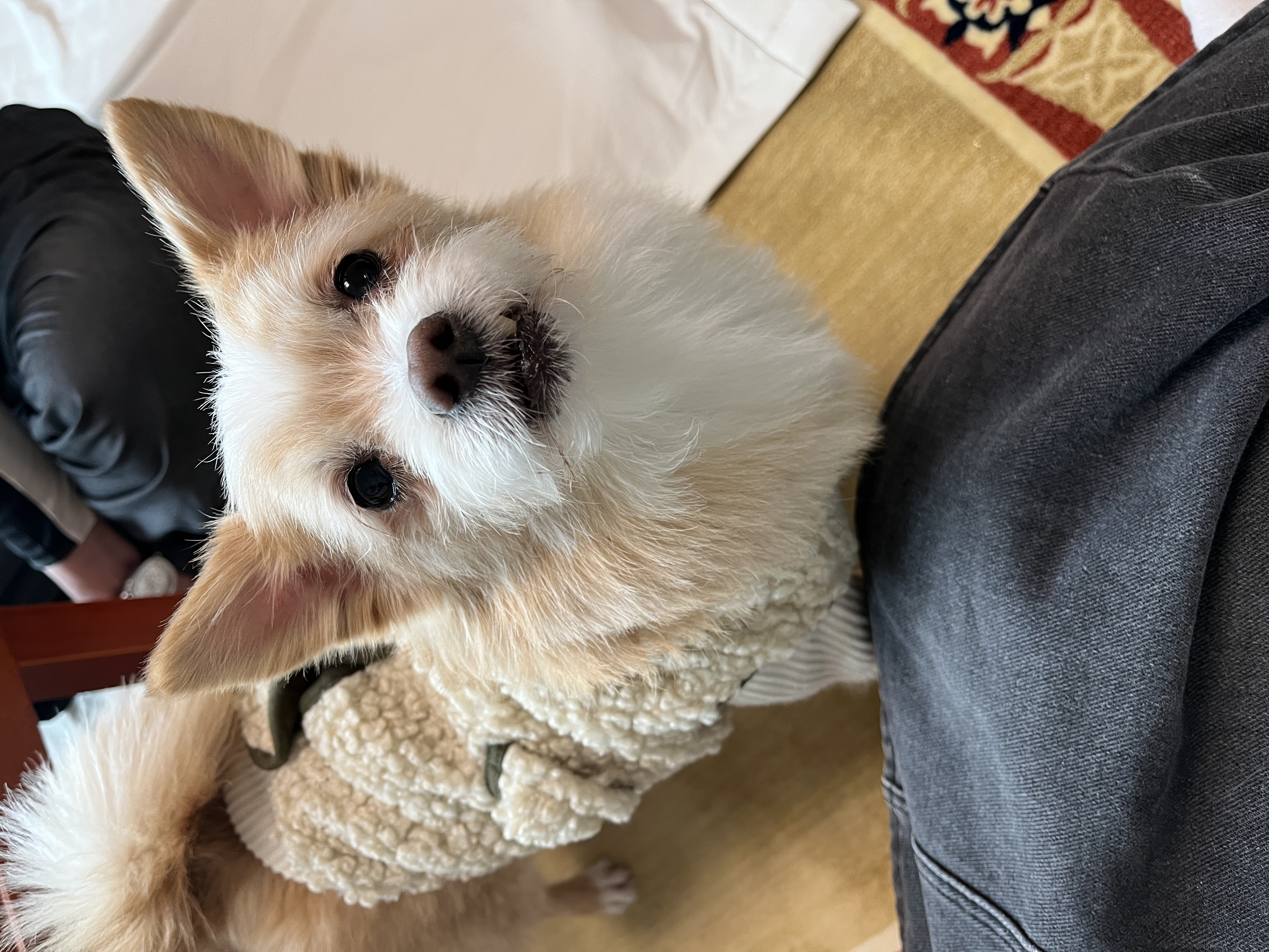 포나 3개월 됐습니다!