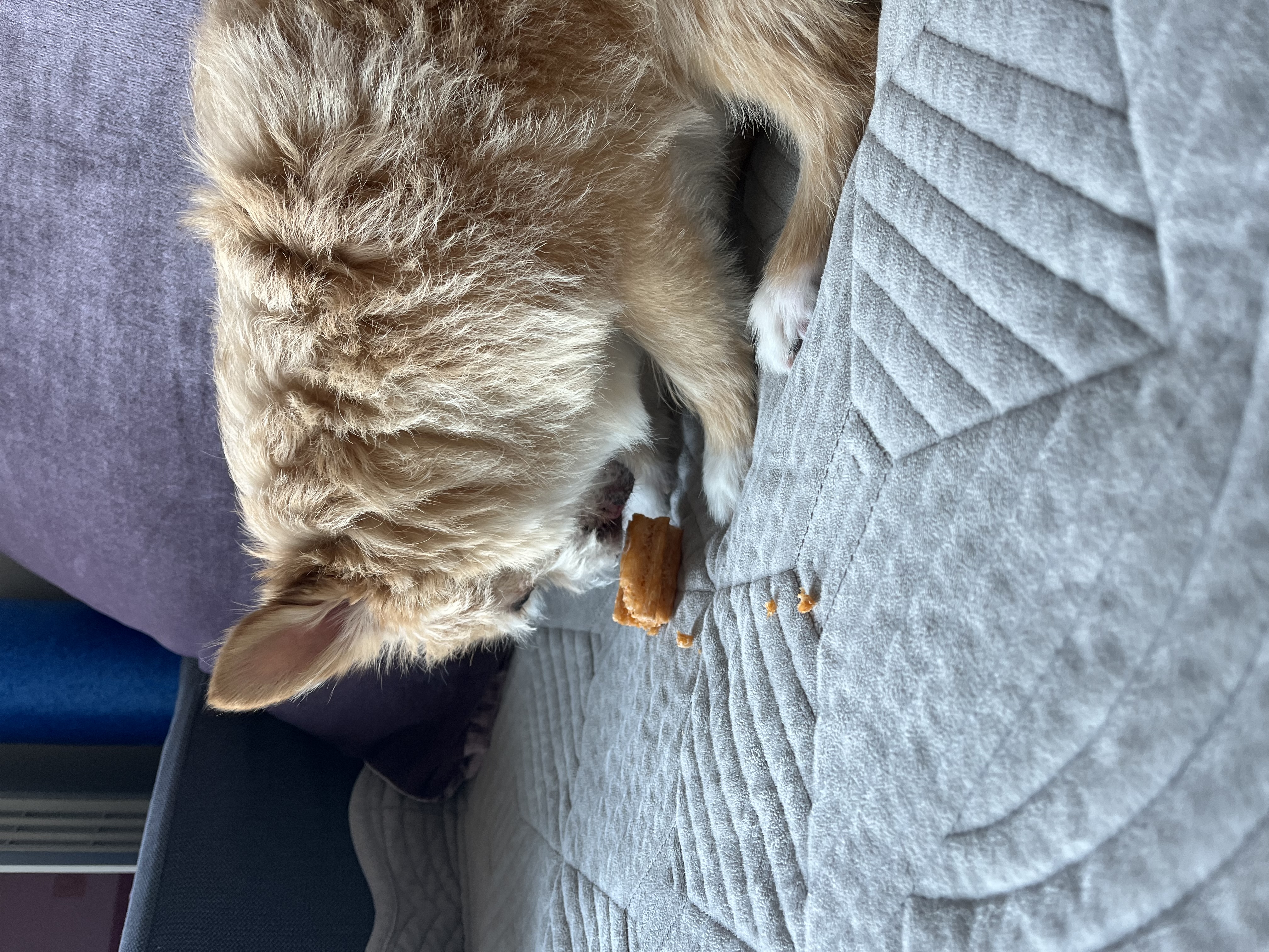 포나 3개월 됐습니다!