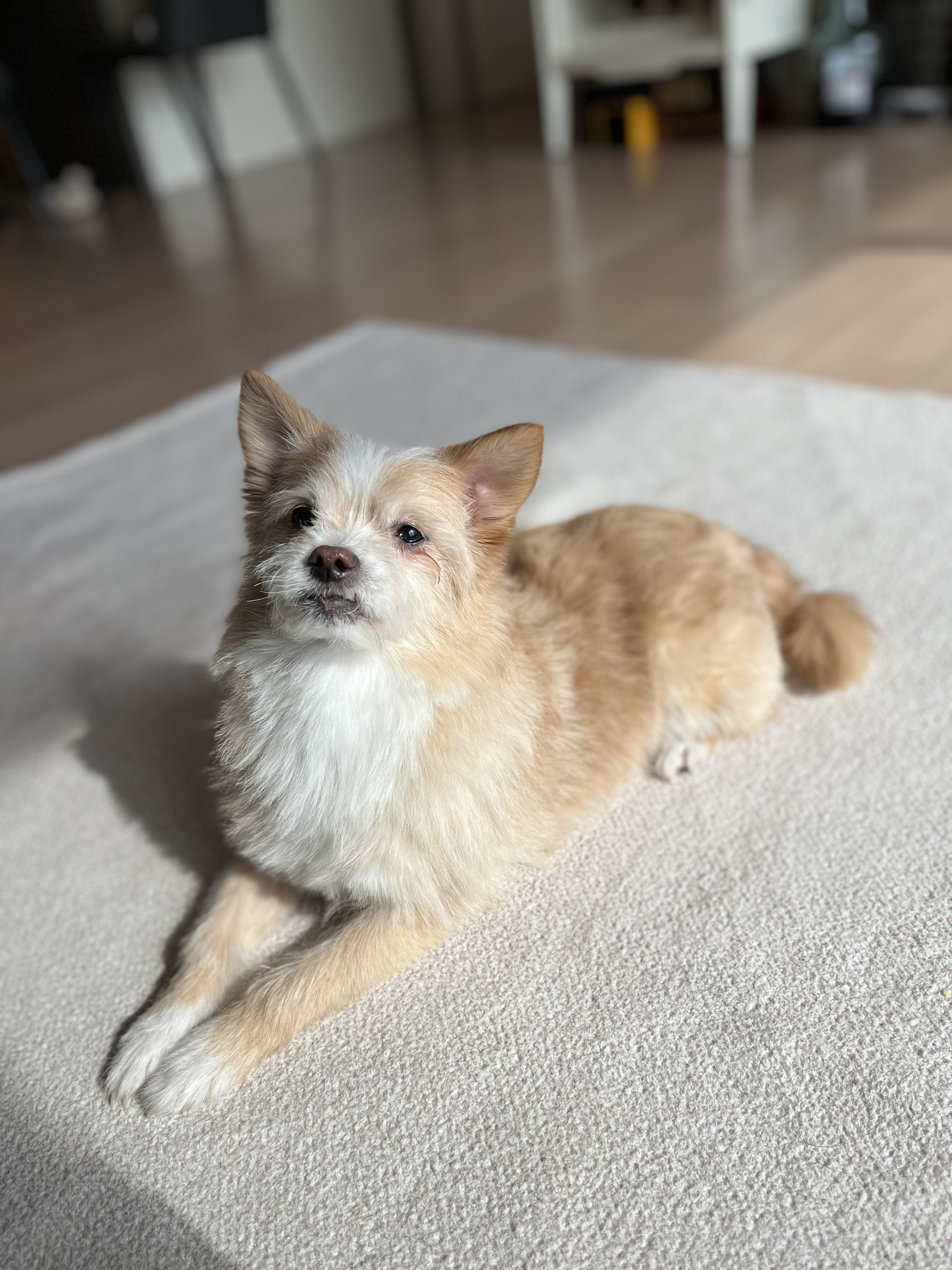 포나 3개월 됐습니다!