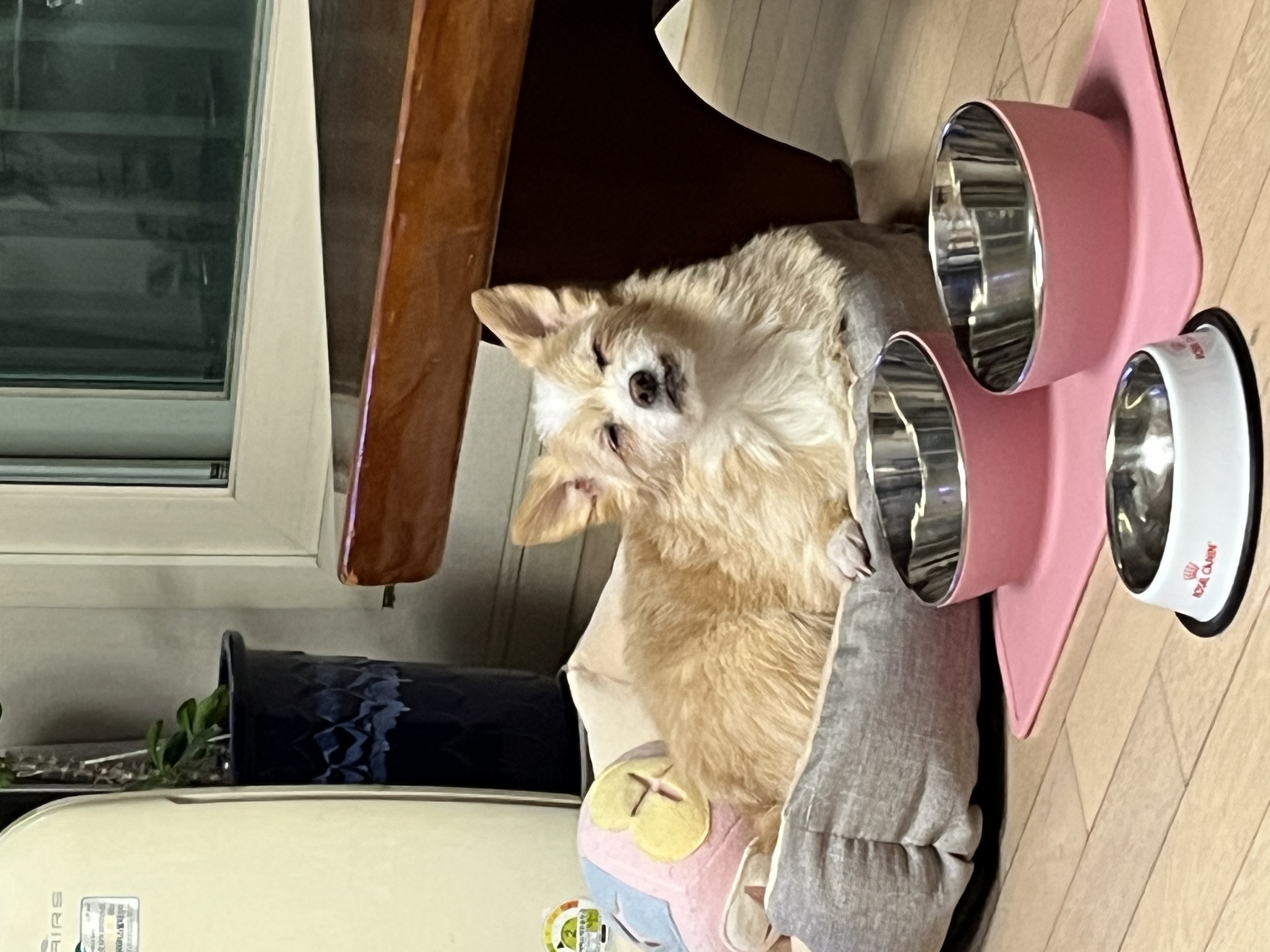 포나 3개월 됐습니다!