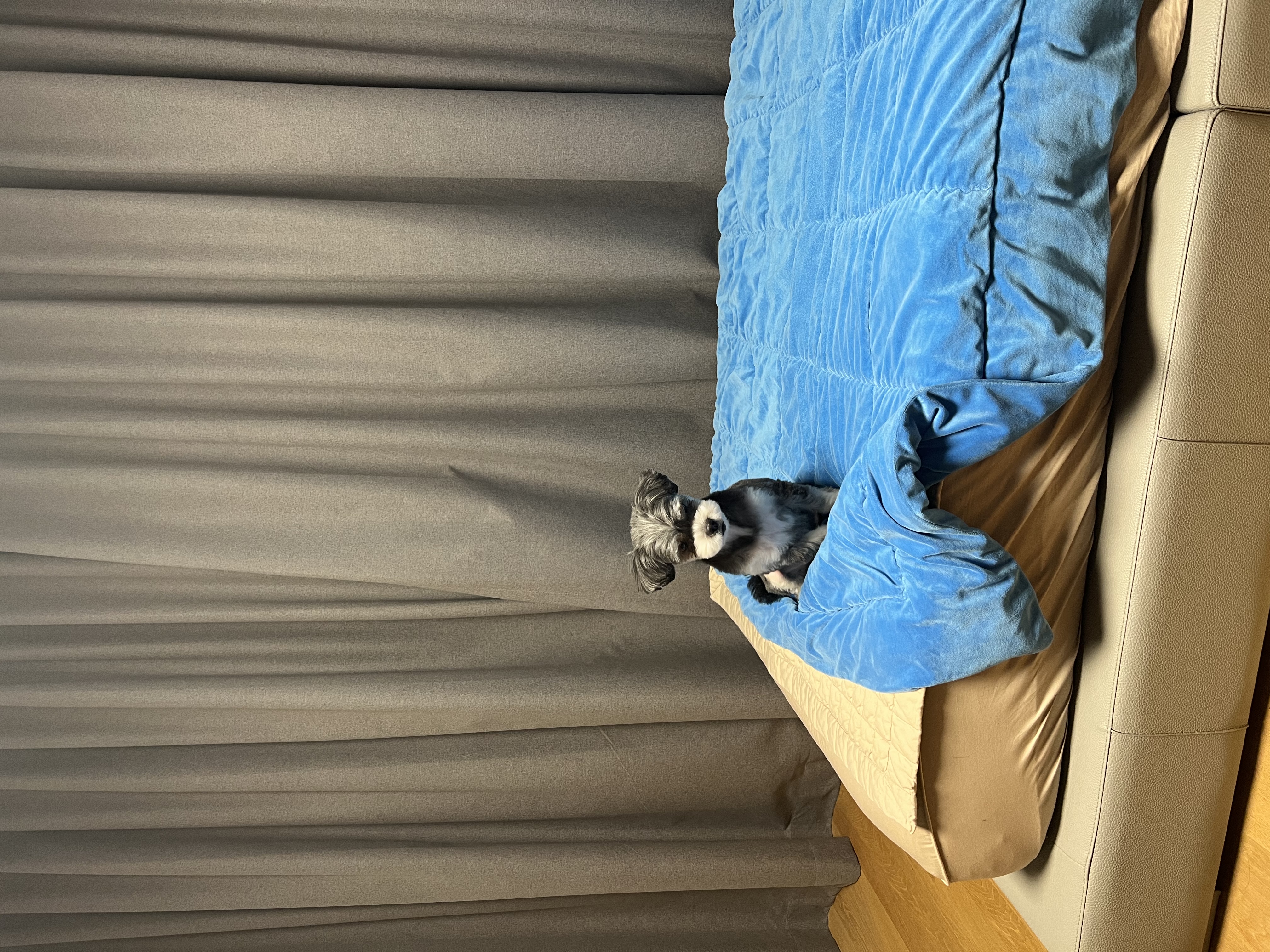 순심이 입양 1개월차!!