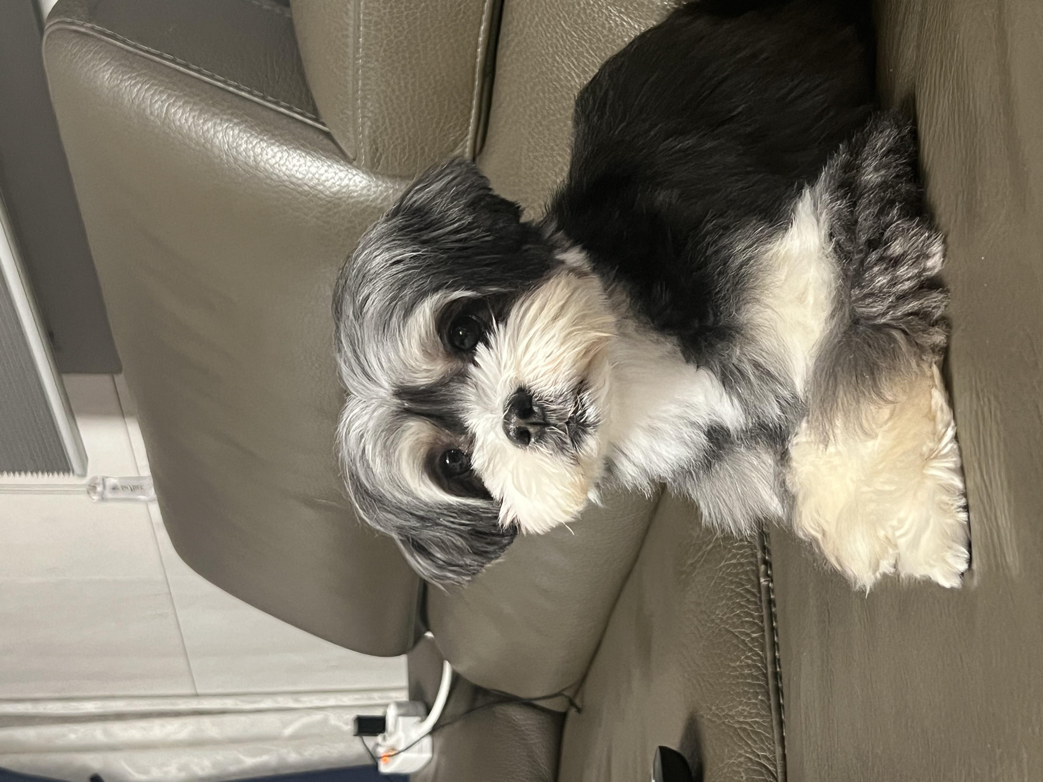 순심이 입양 1개월차!!