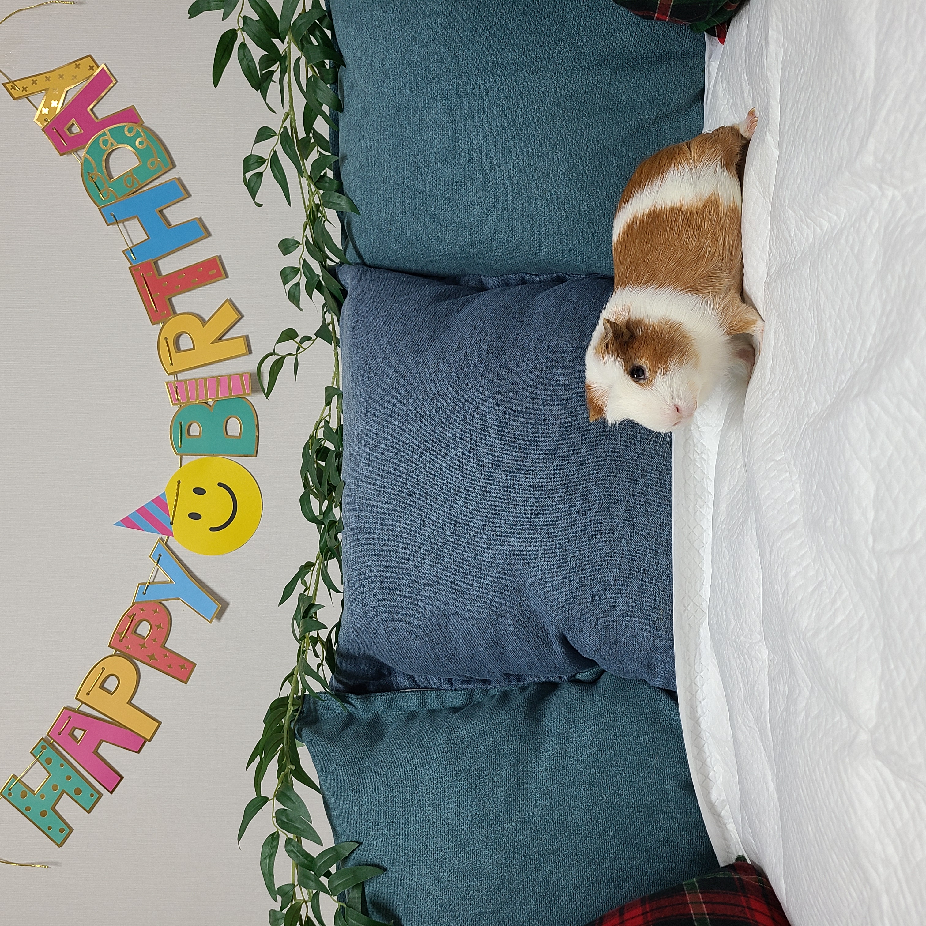 기니피그 마론(구.귀염), 크림(구,기니) 3주년 ♡