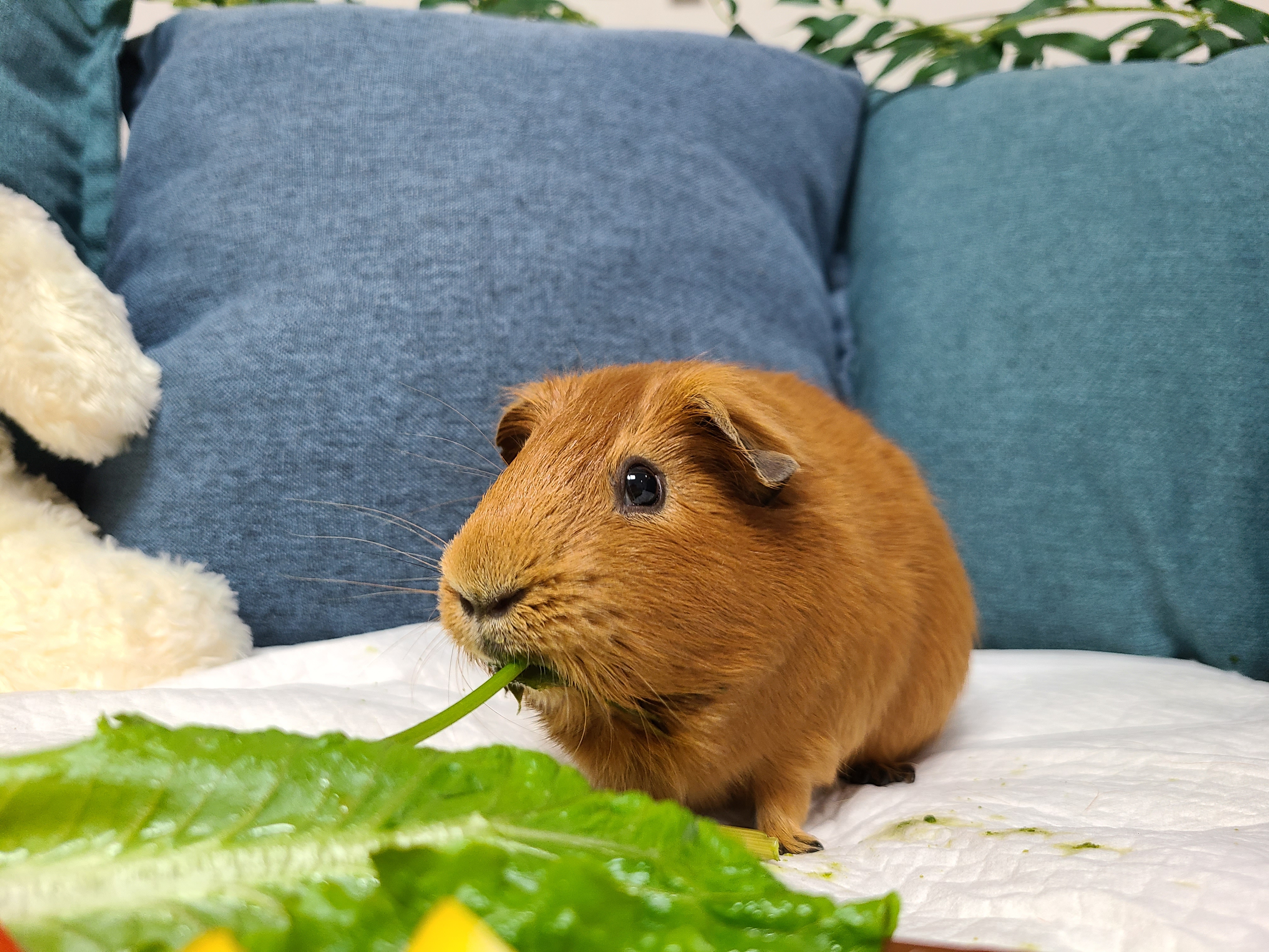 기니피그 마론(구.귀염), 크림(구,기니) 3주년 ♡