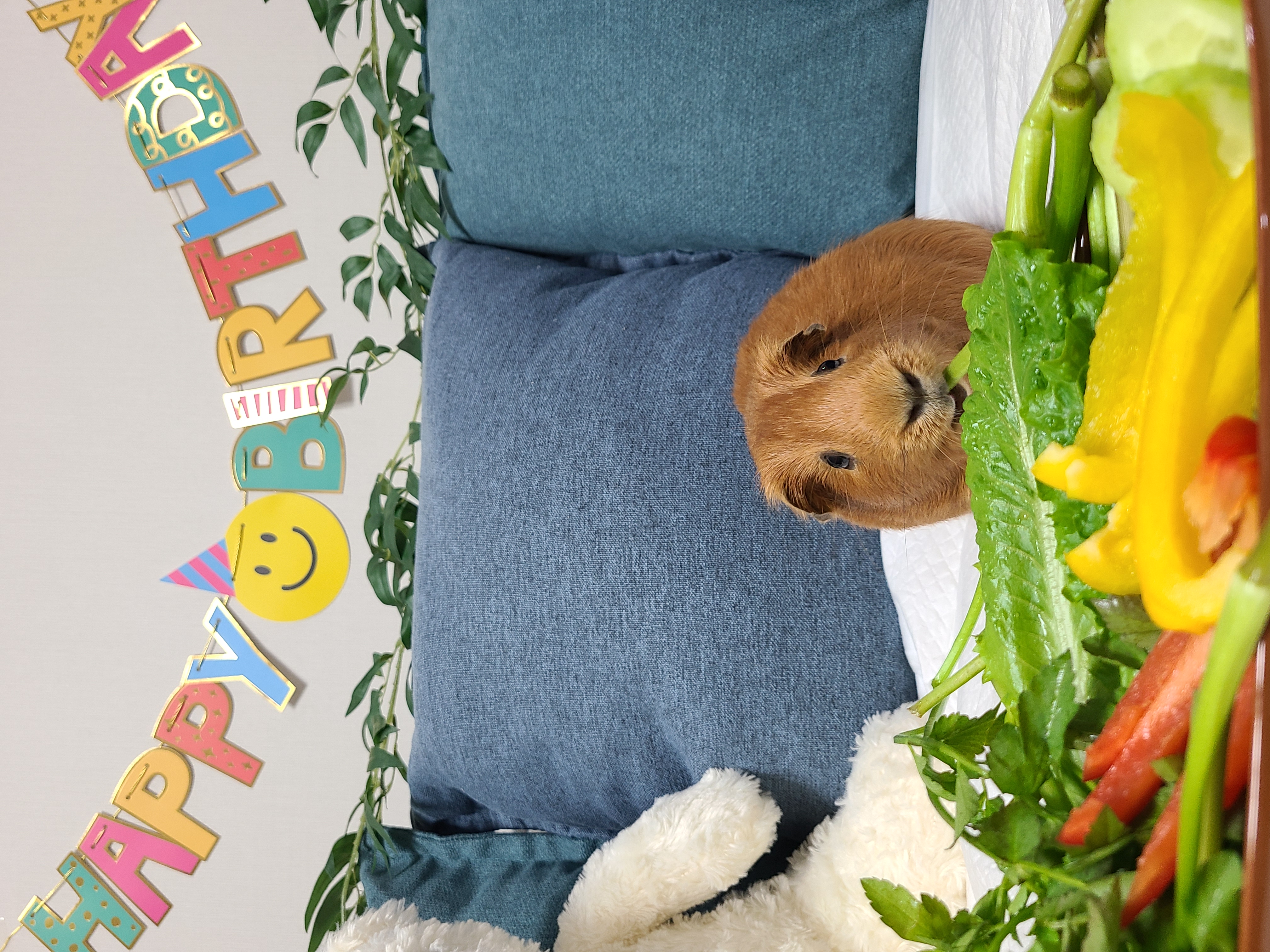 기니피그 마론(구.귀염), 크림(구,기니) 3주년 ♡