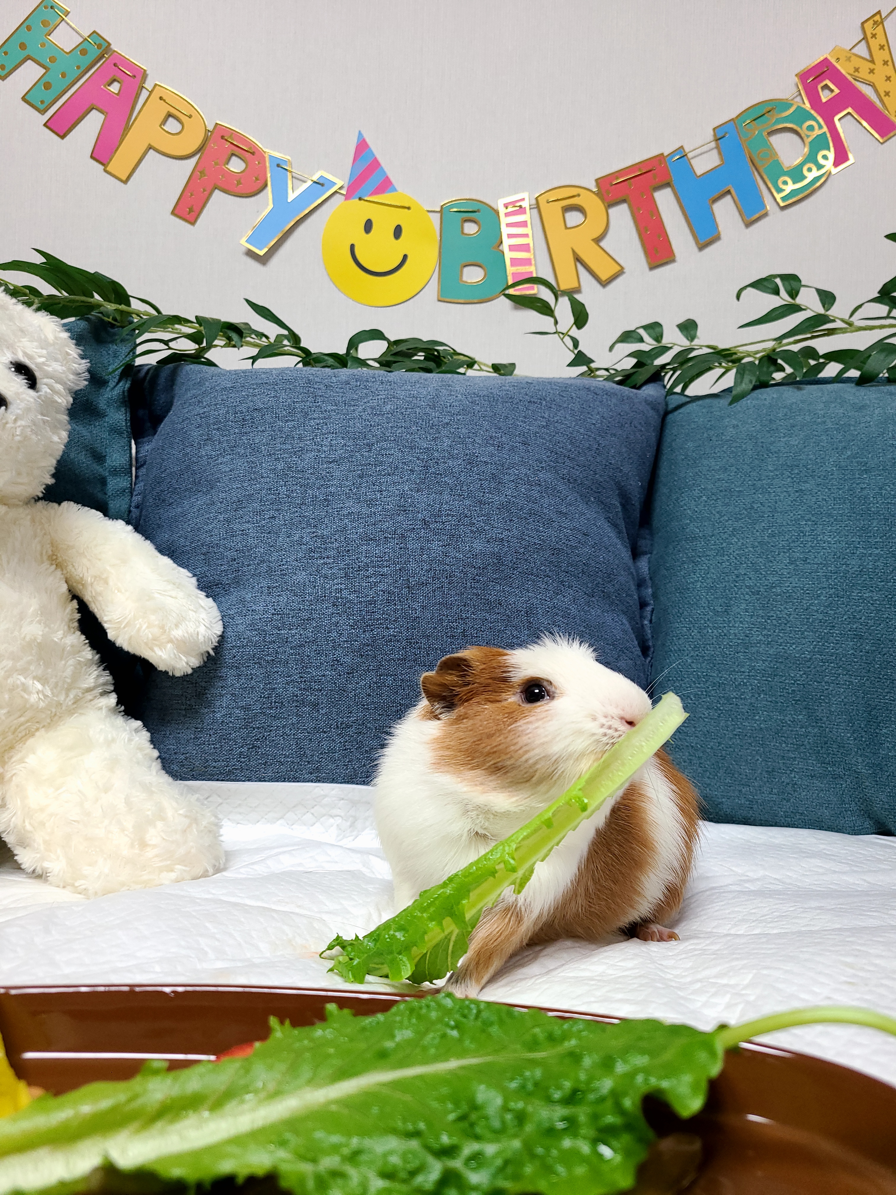 기니피그 마론(구.귀염), 크림(구,기니) 3주년 ♡