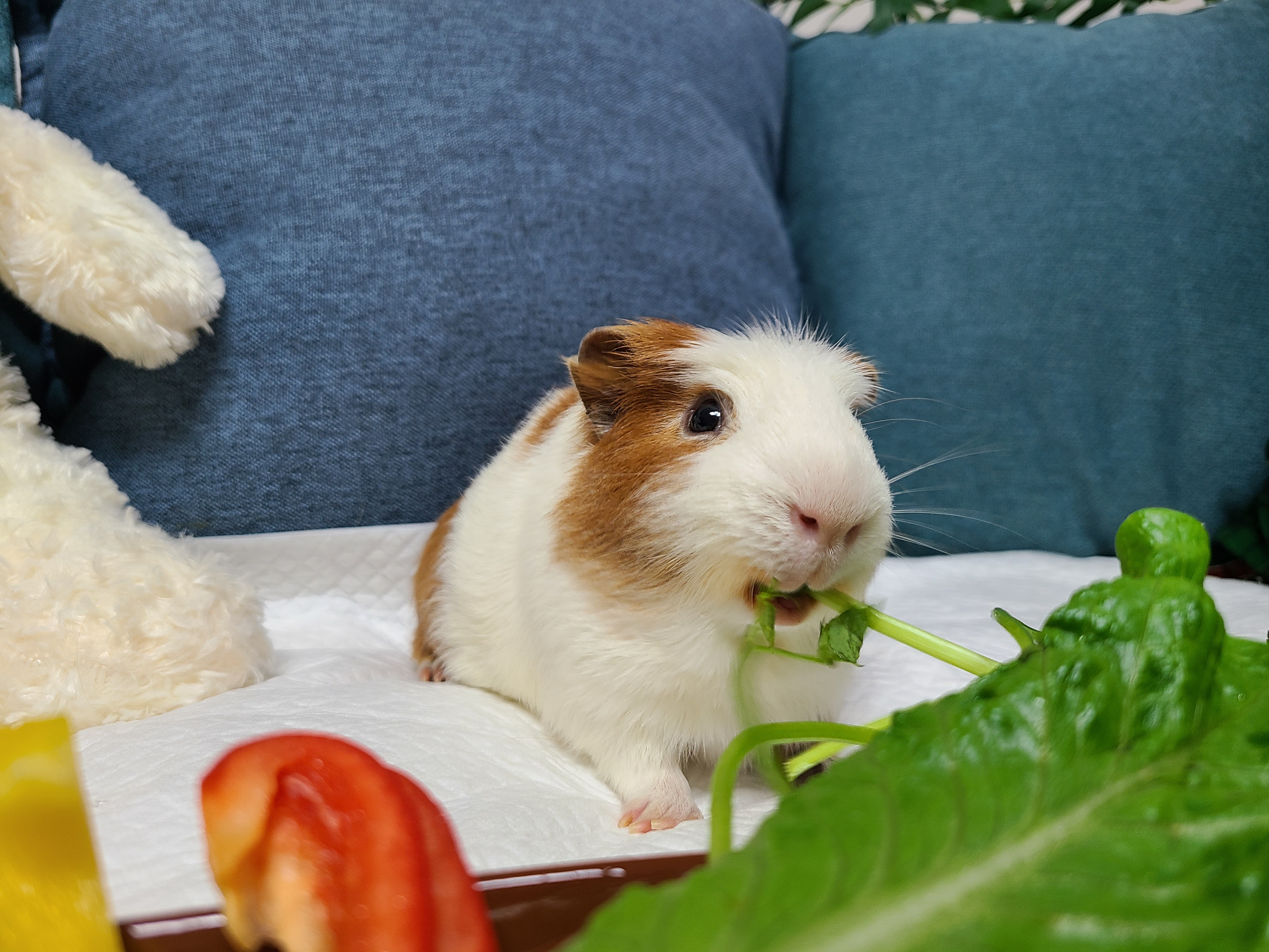 기니피그 마론(구.귀염), 크림(구,기니) 3주년 ♡