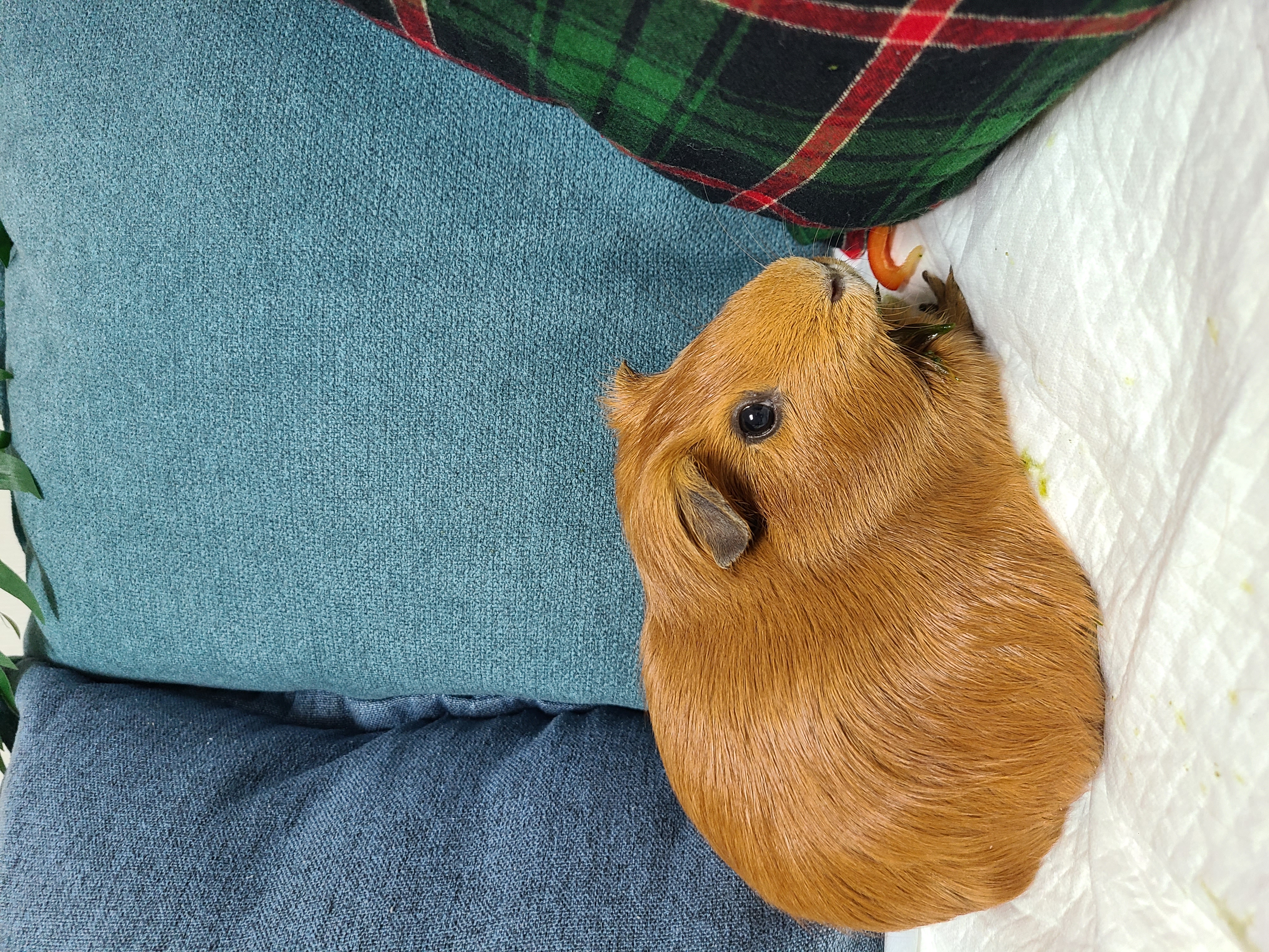 기니피그 마론(구.귀염), 크림(구,기니) 3주년 ♡