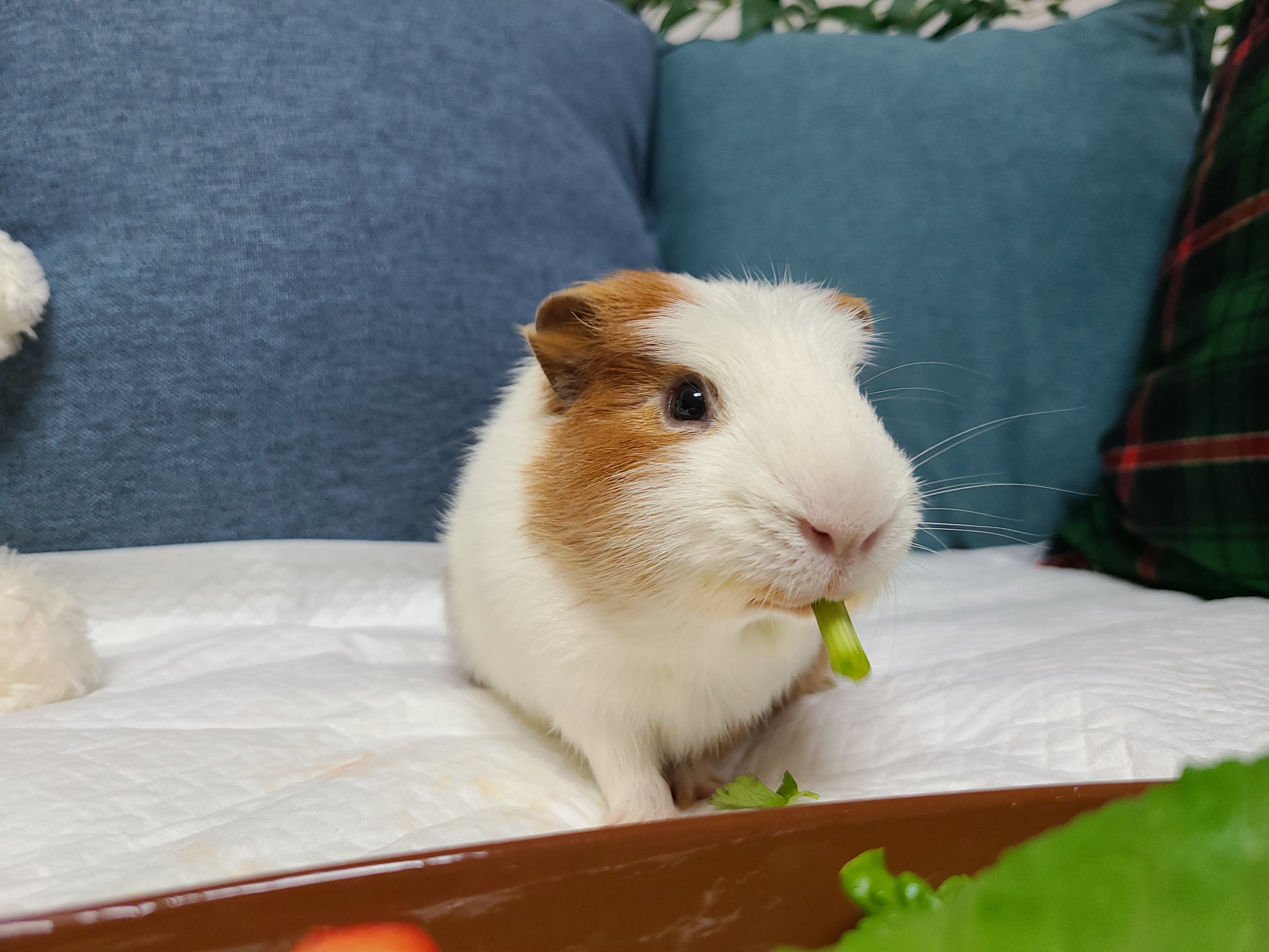 기니피그 마론(구.귀염), 크림(구,기니) 3주년 ♡