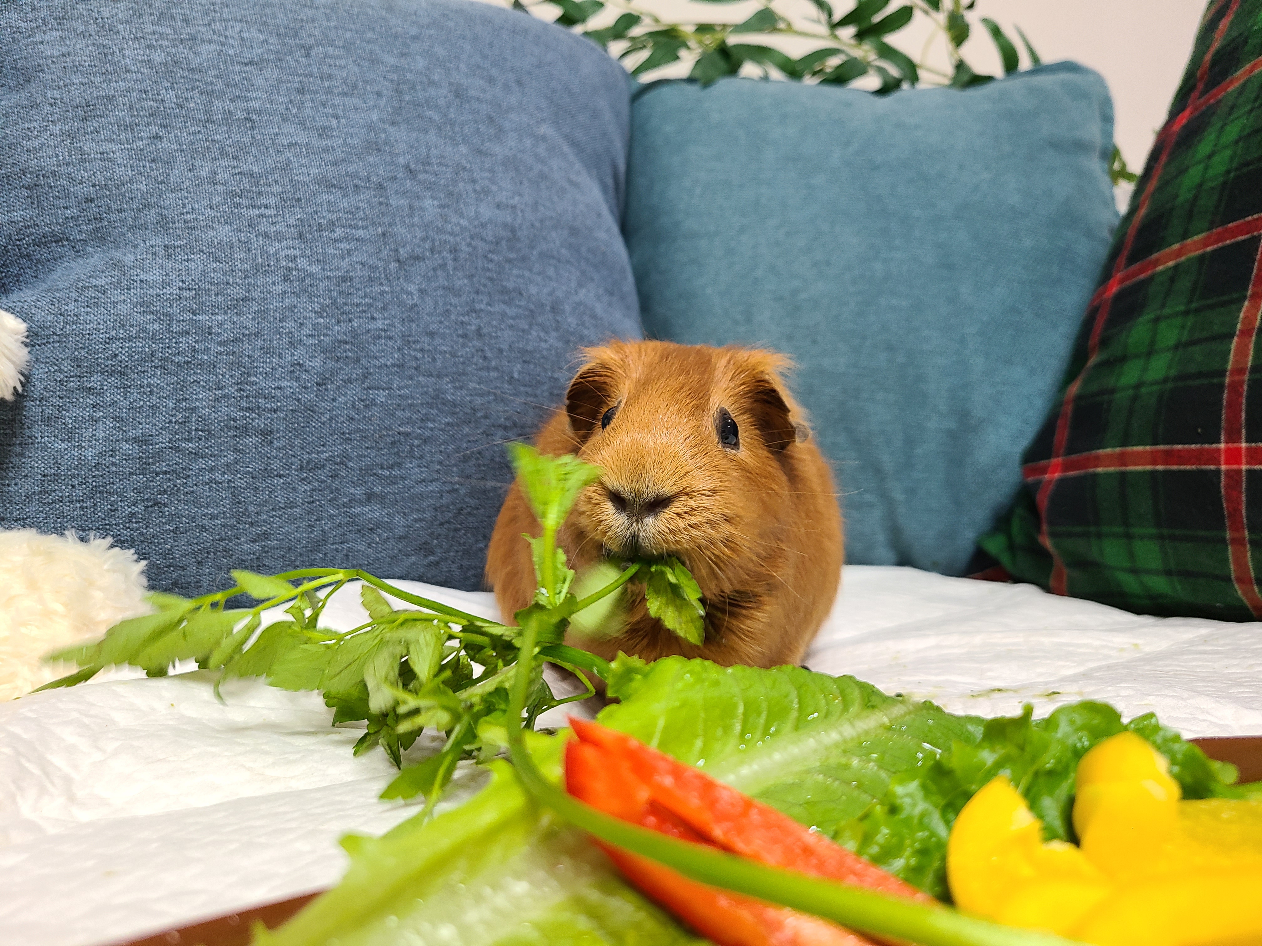 기니피그 마론(구.귀염), 크림(구,기니) 3주년 ♡