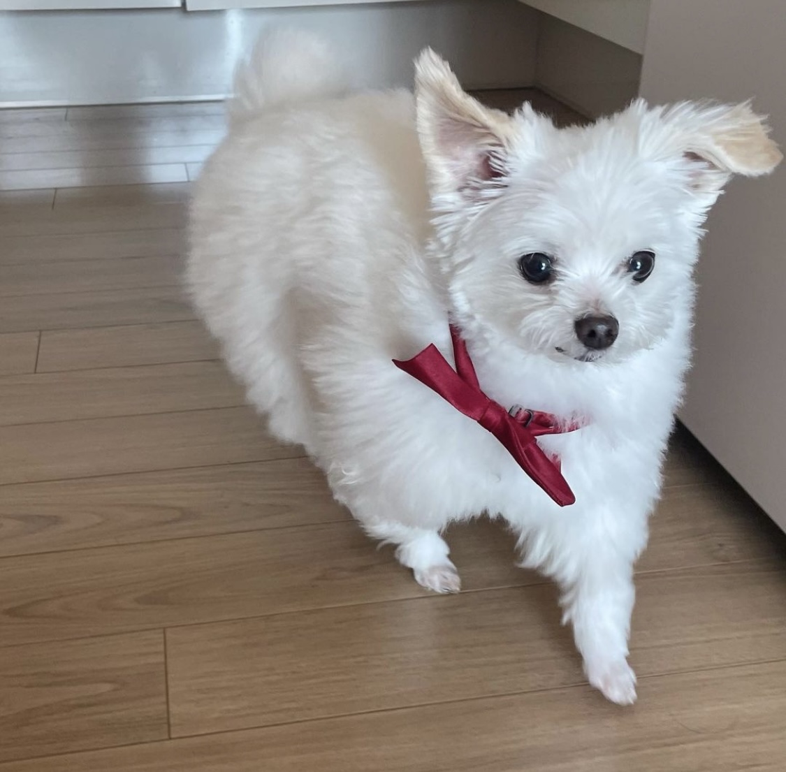 아산구조견 짜니 임시보호 한달 후기입니다