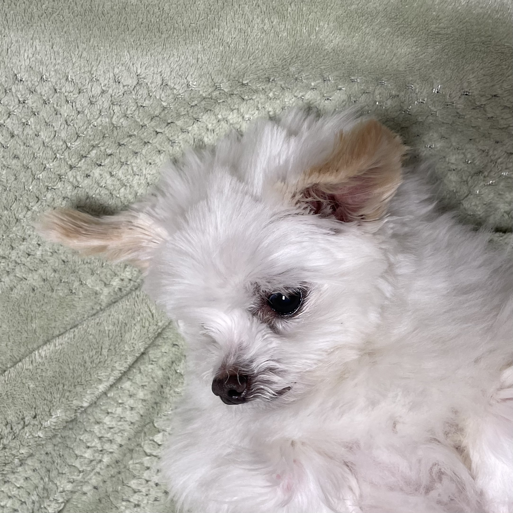 아산구조견 짜니 임시보호 한달 후기입니다