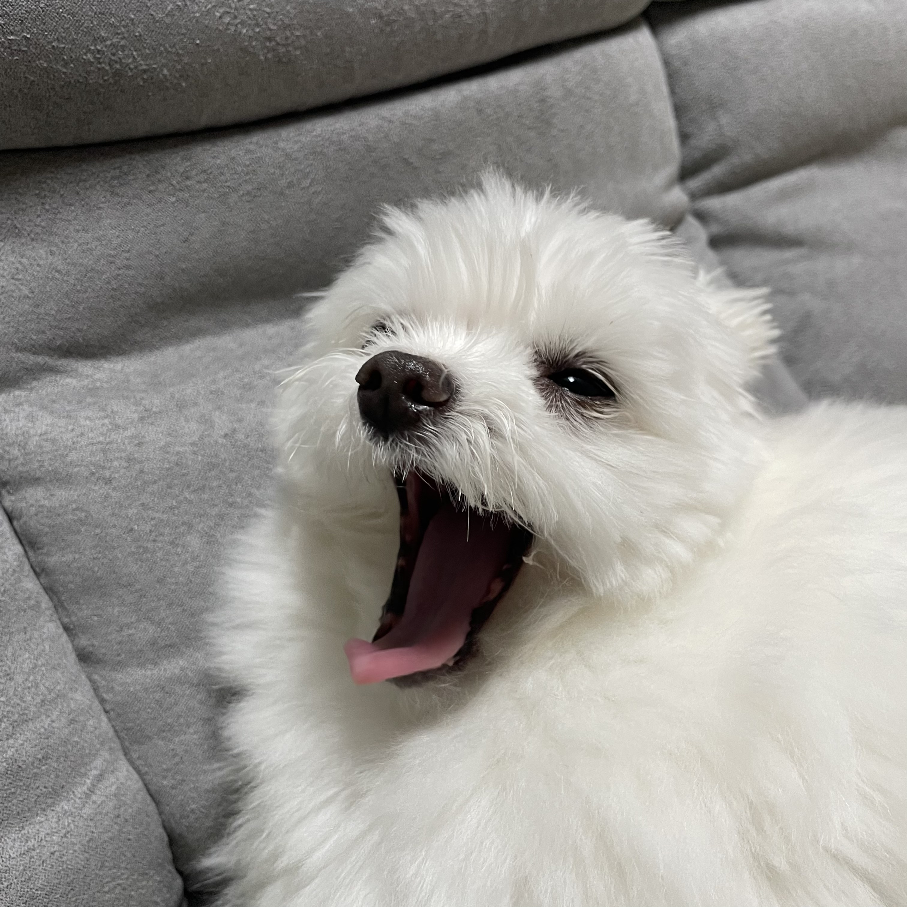 아산구조견 짜니 임시보호 한달 후기입니다