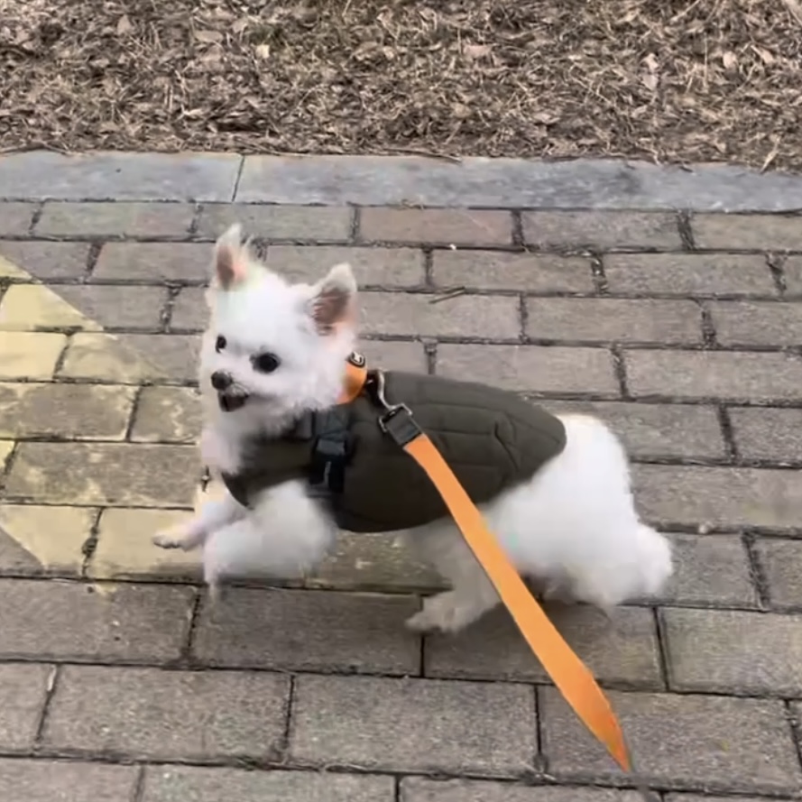 아산구조견 짜니 임시보호 한달 후기입니다