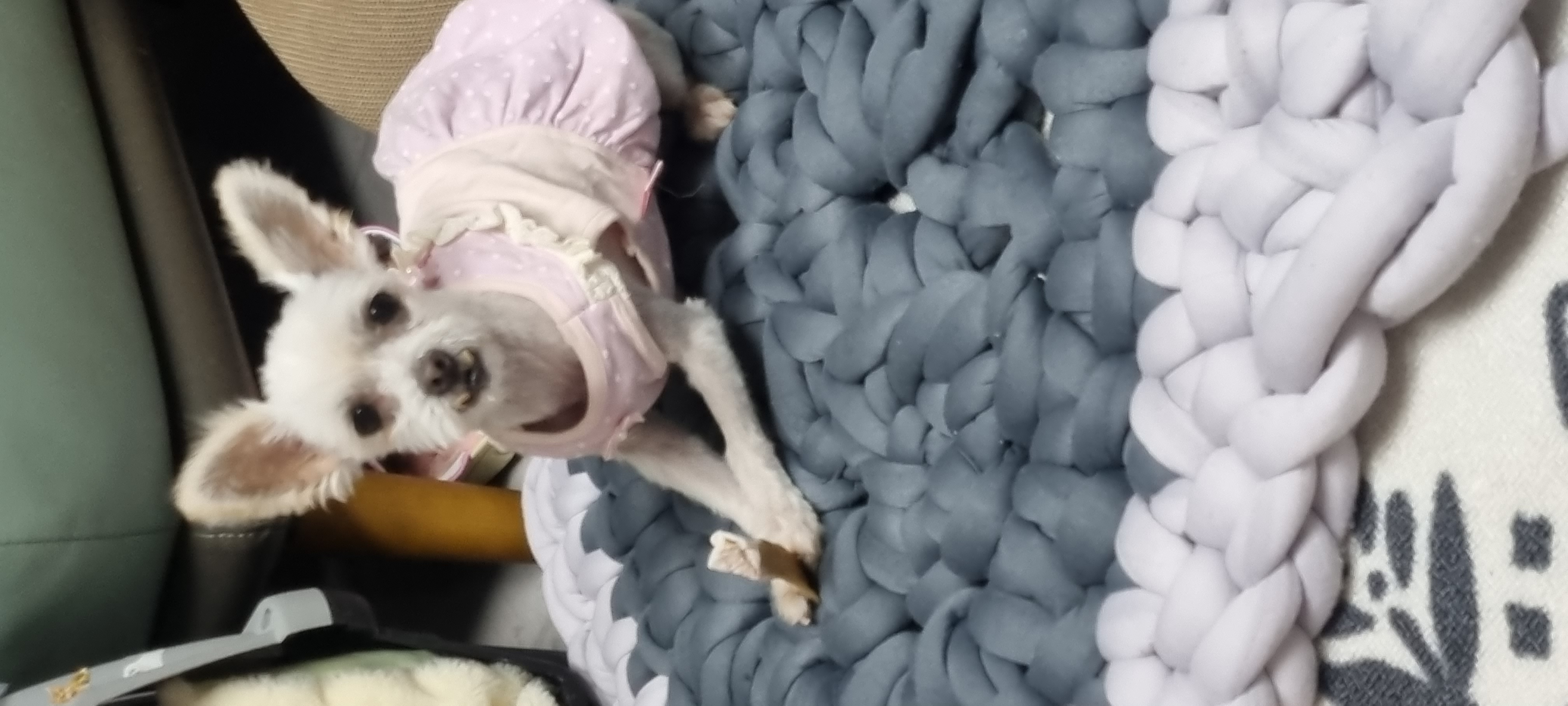 천안 아산 구조견 엘프 임보 한달차 후기