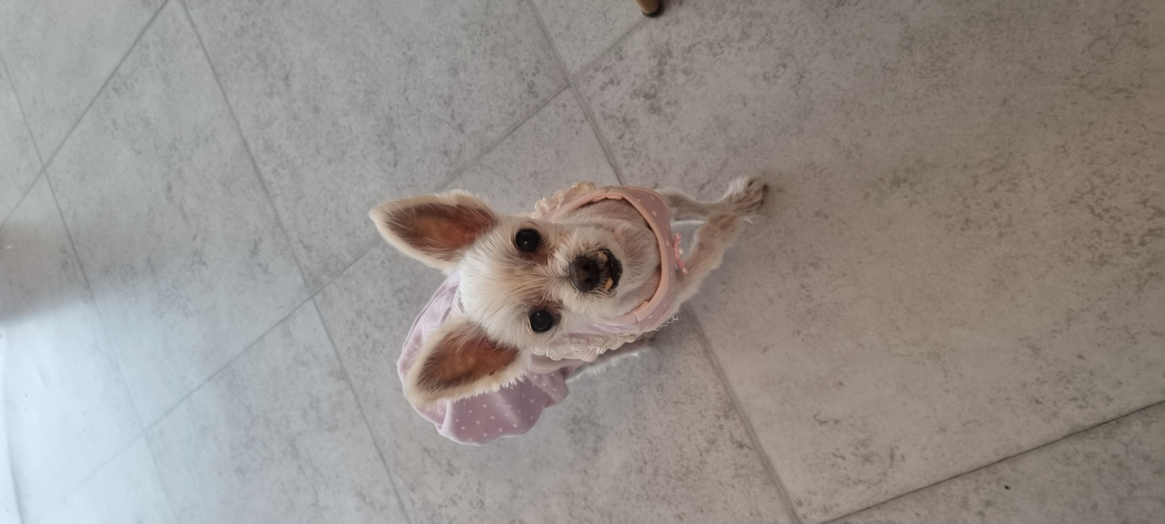 천안 아산 구조견 엘프 임보 한달차 후기