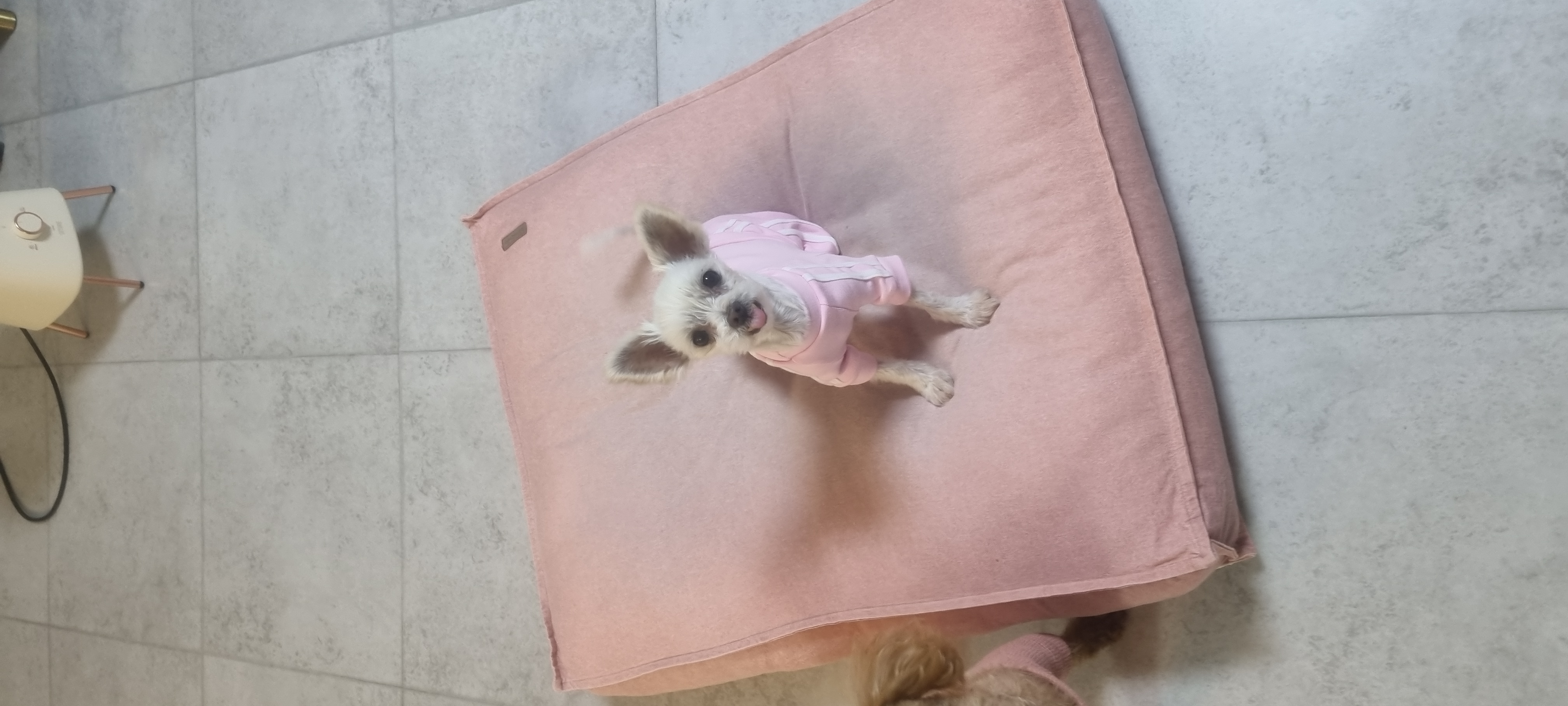 천안 아산 구조견 엘프 임보 한달차 후기