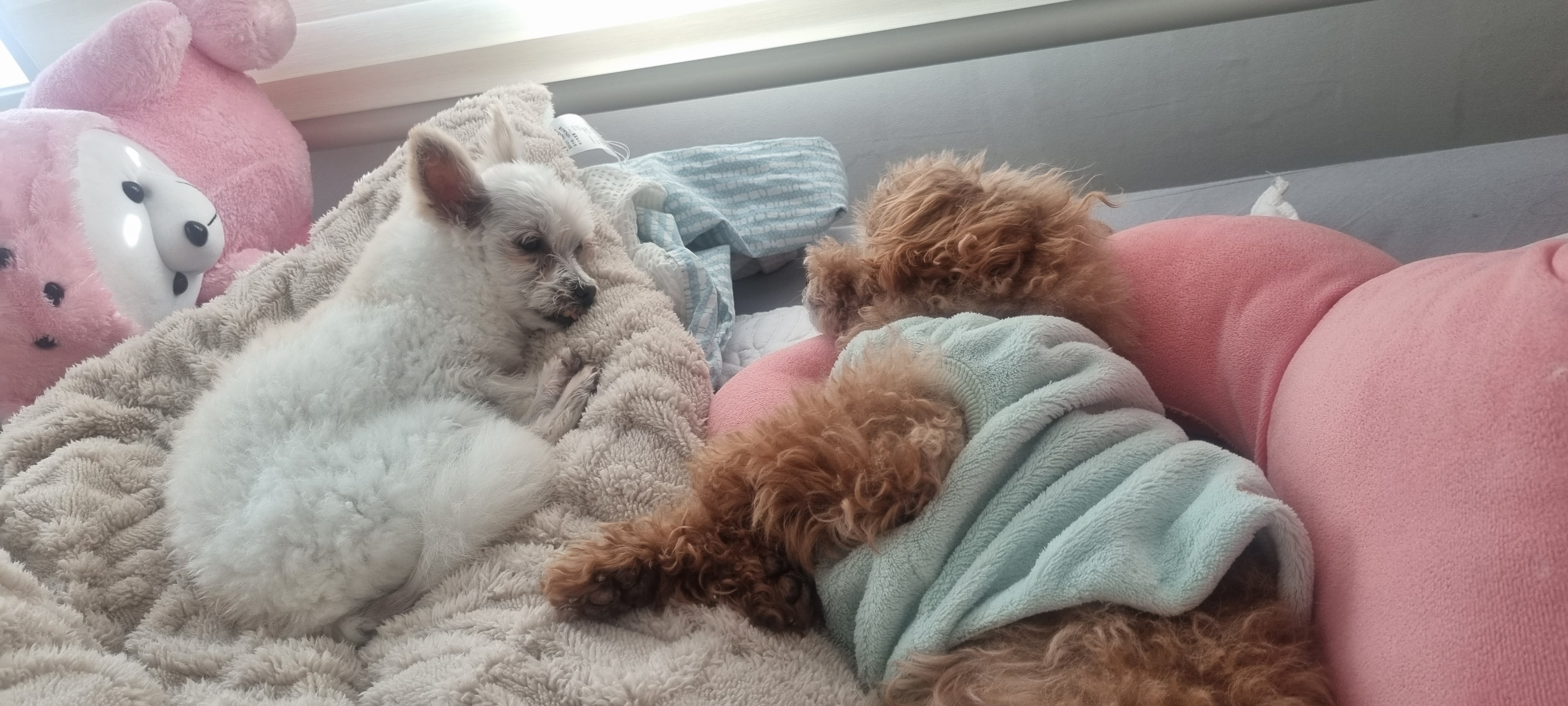 천안 아산 구조견 엘프 임보 한달차 후기