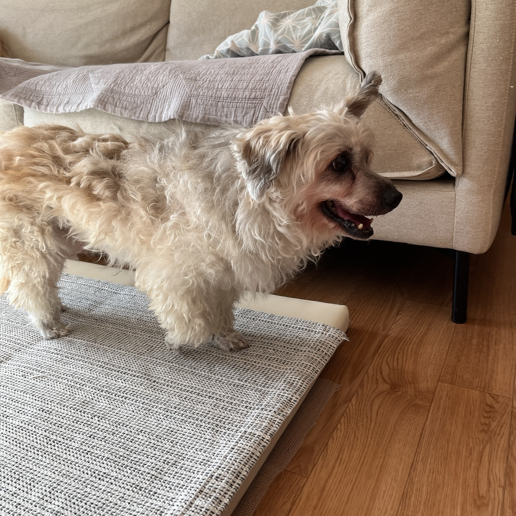 바오 임시보호 후기 3 - 3개월차