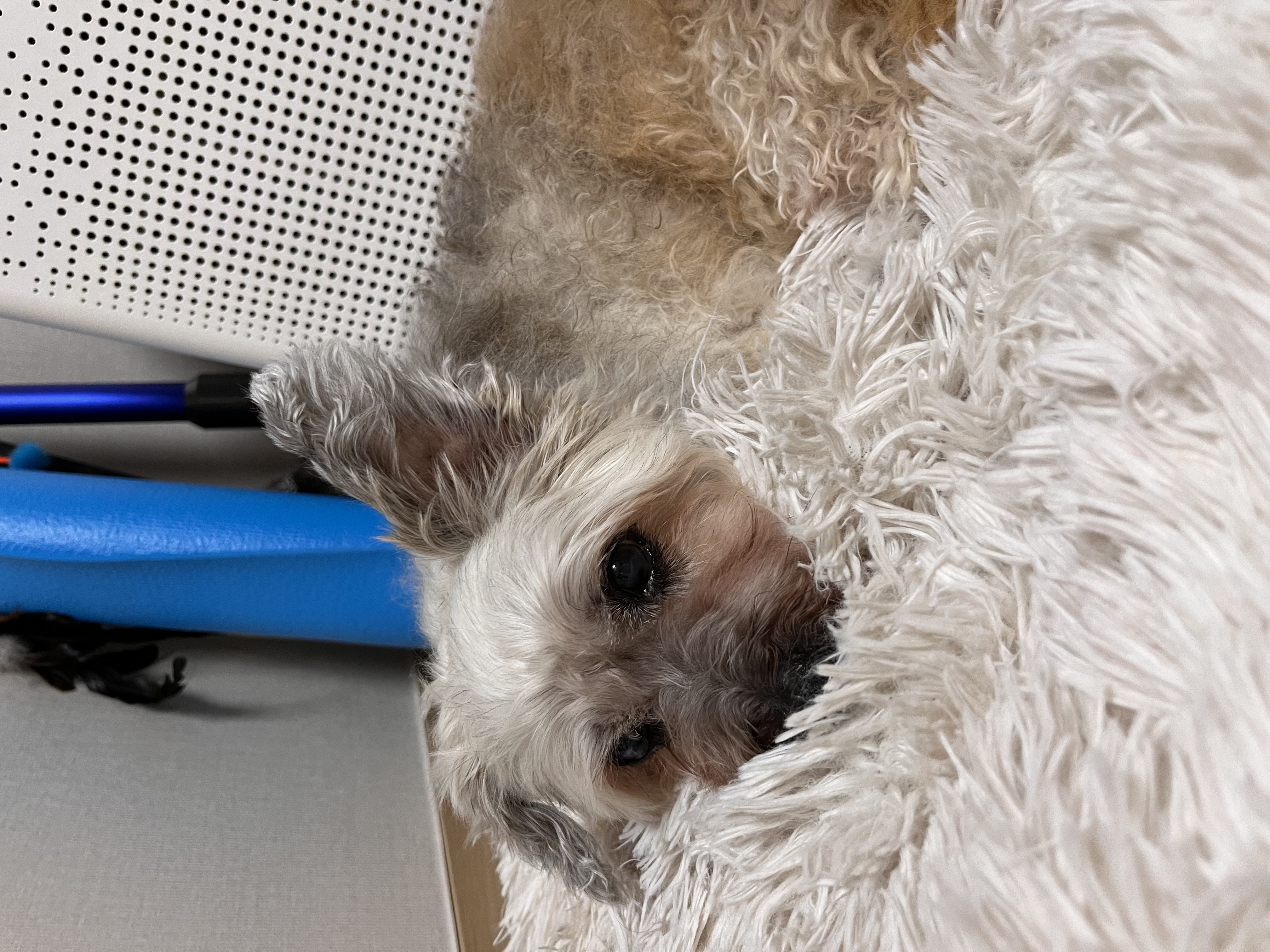 바오 임시보호 후기 3 - 3개월차