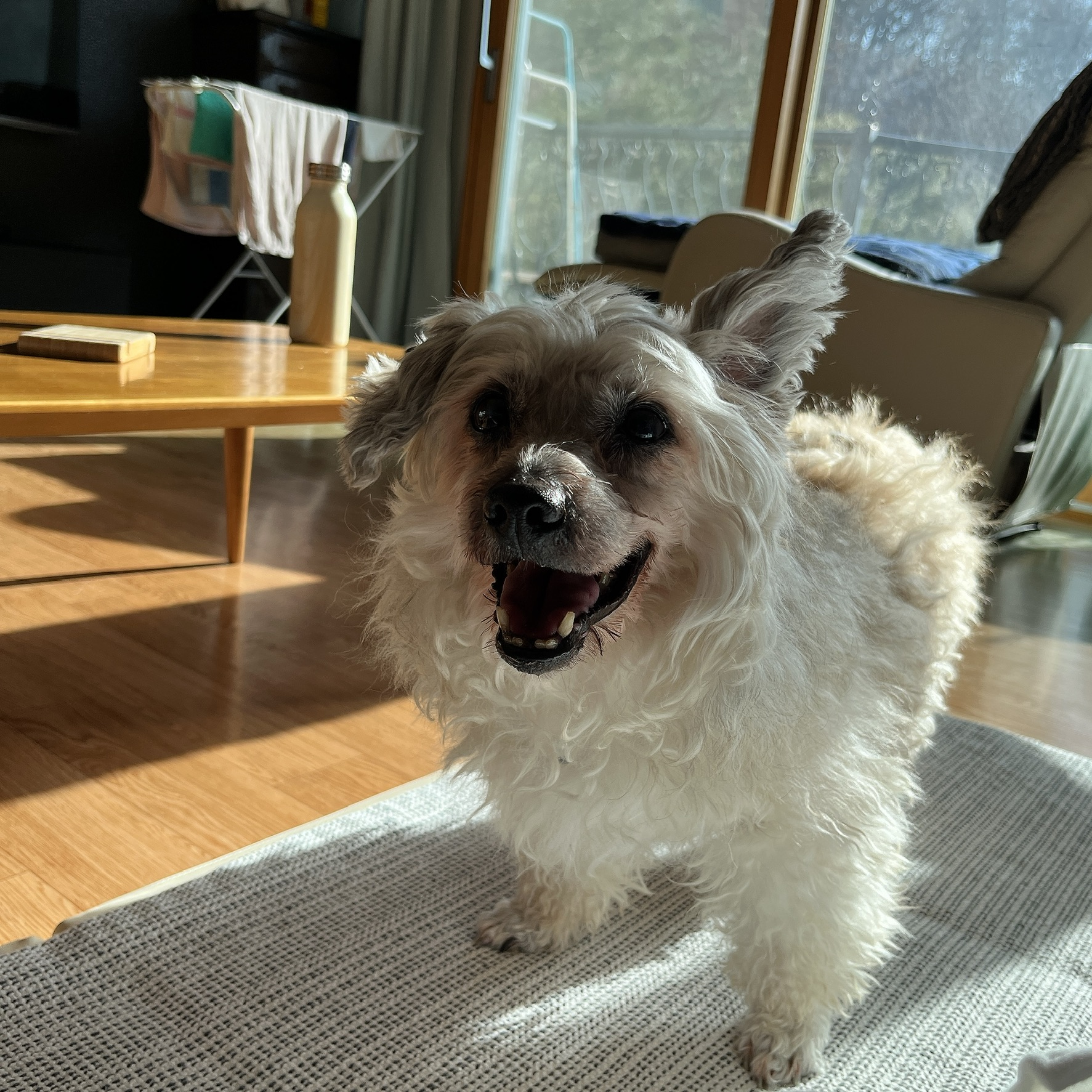 바오 임시보호 후기 3 - 3개월차