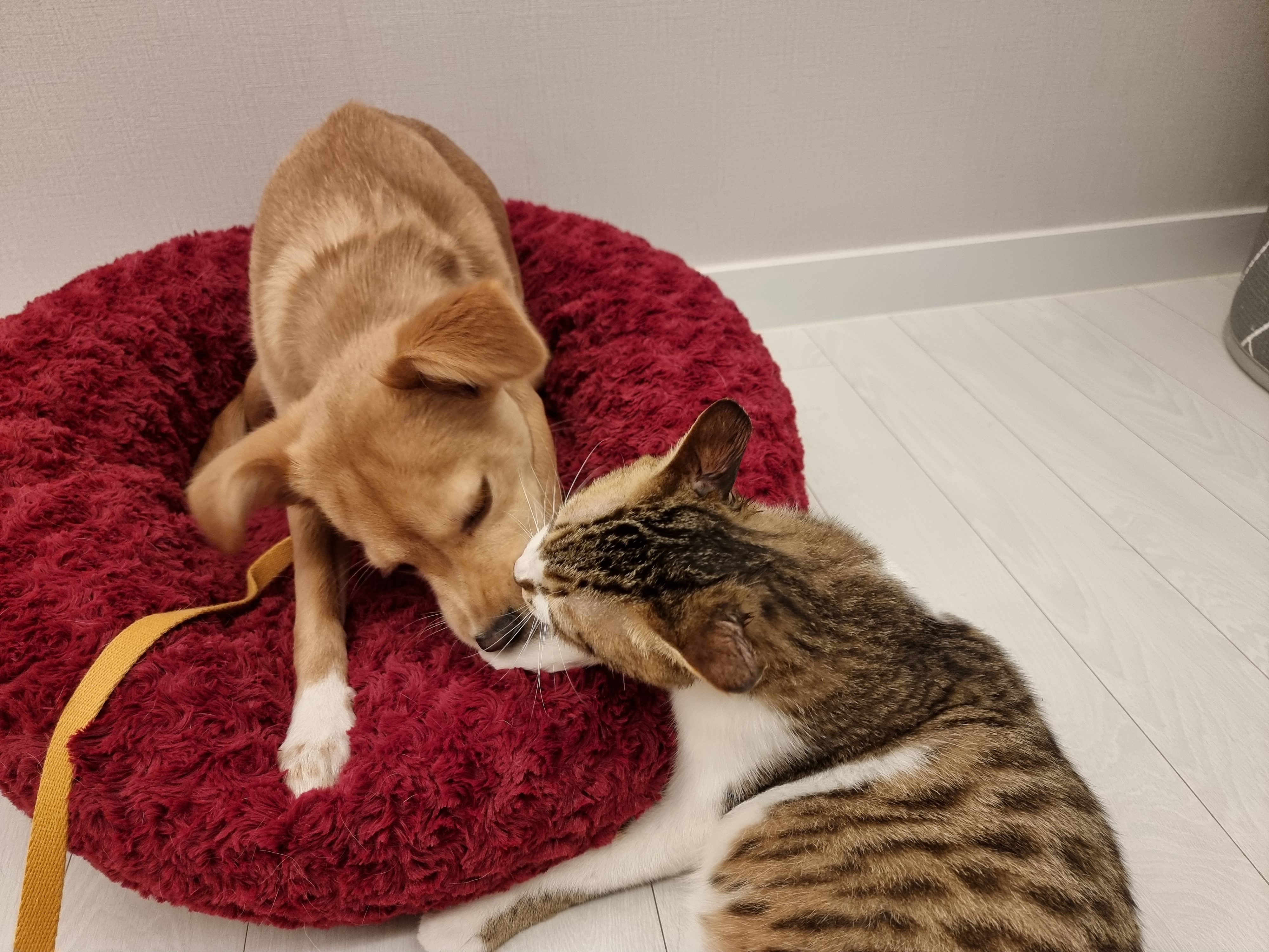 말이와 춘식이 근황