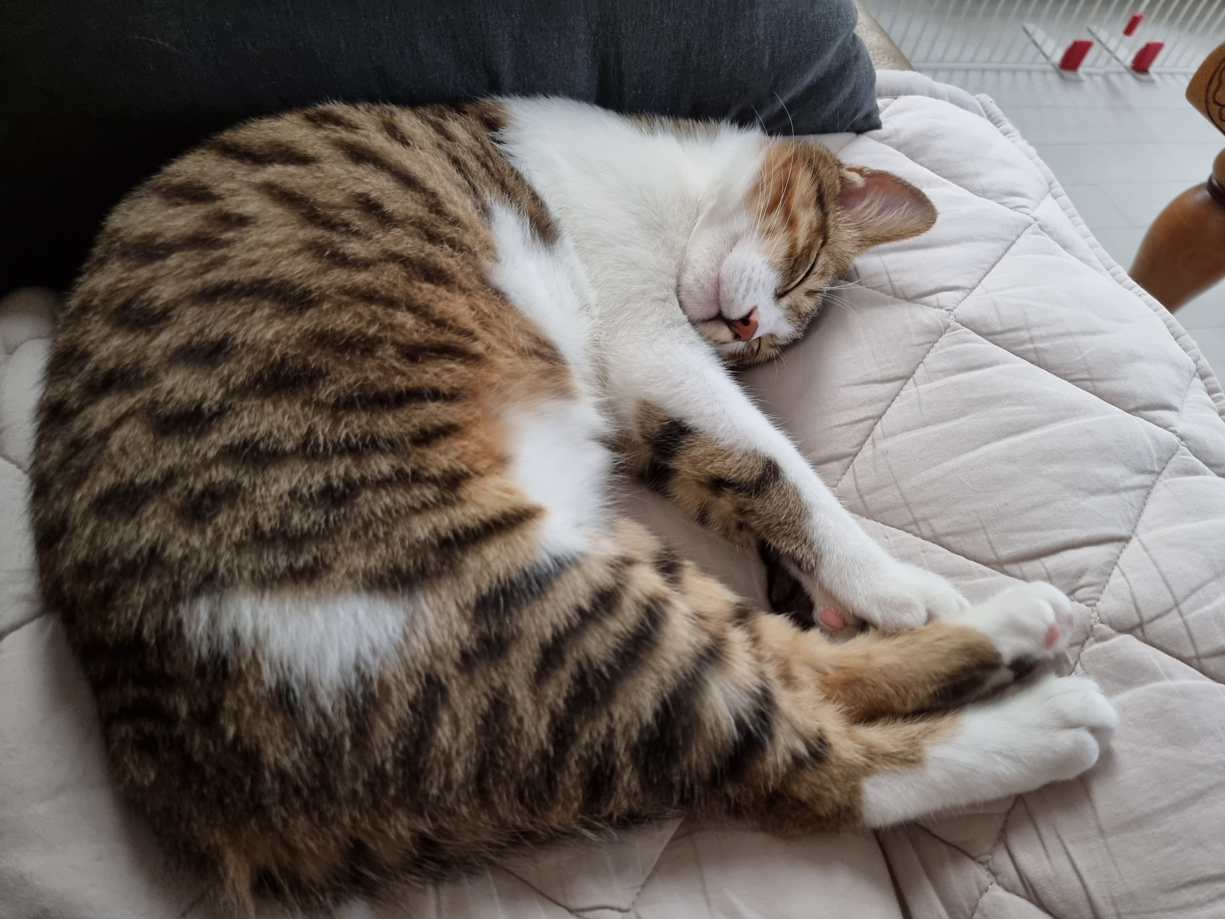 말이와 춘식이 근황