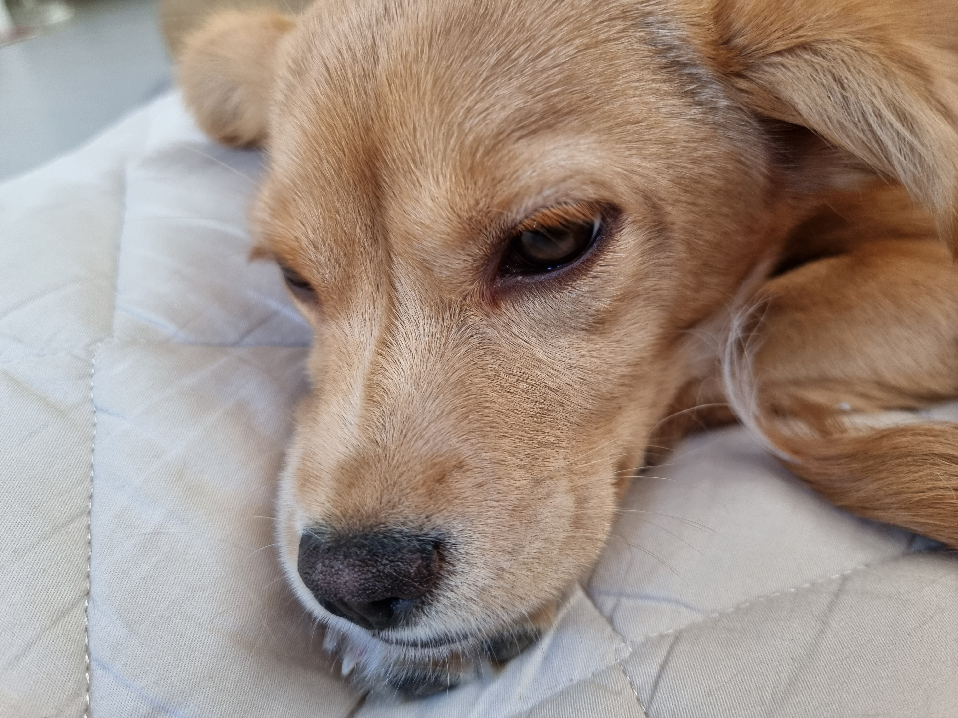 말이와 춘식이 근황