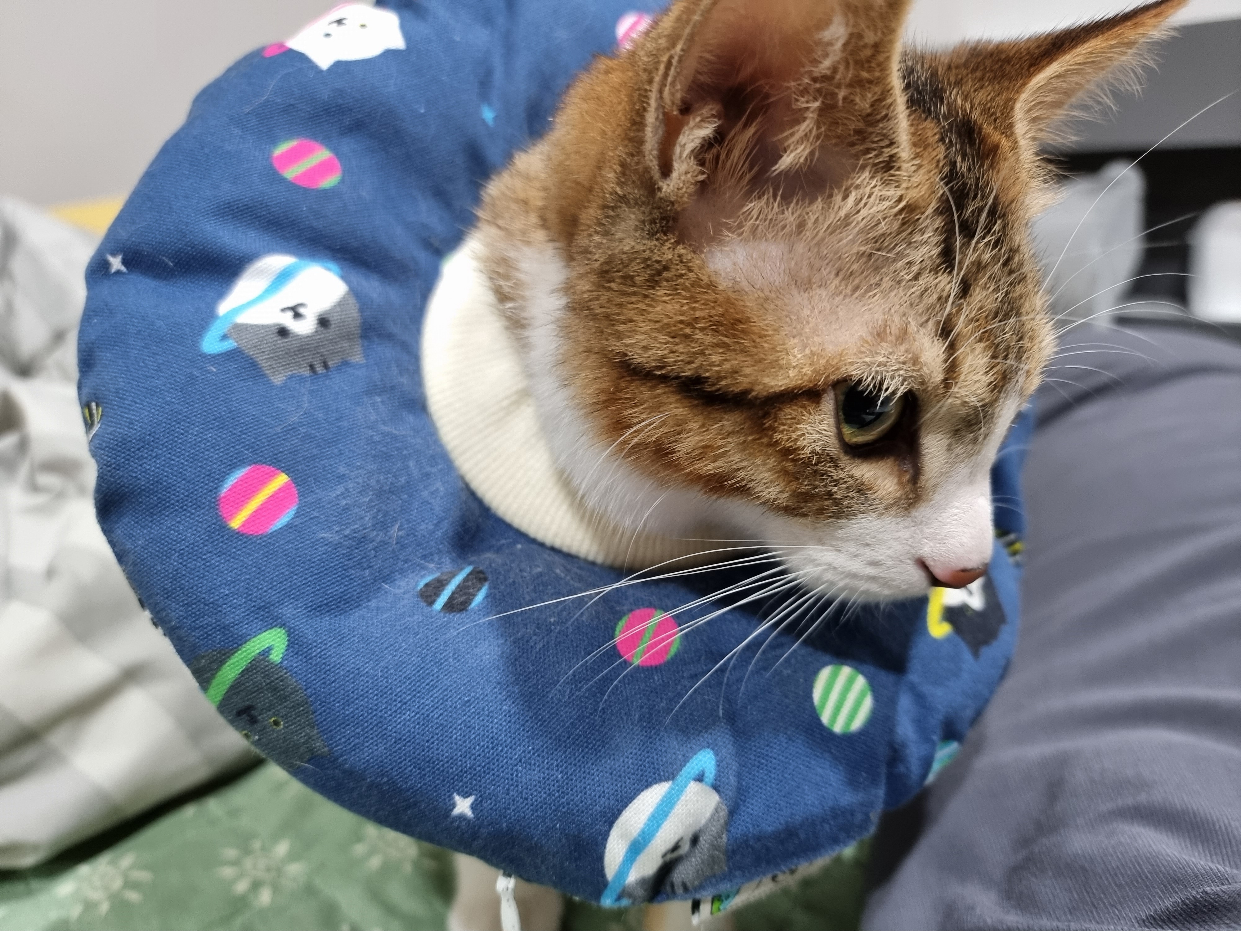 말이와 춘식이 근황